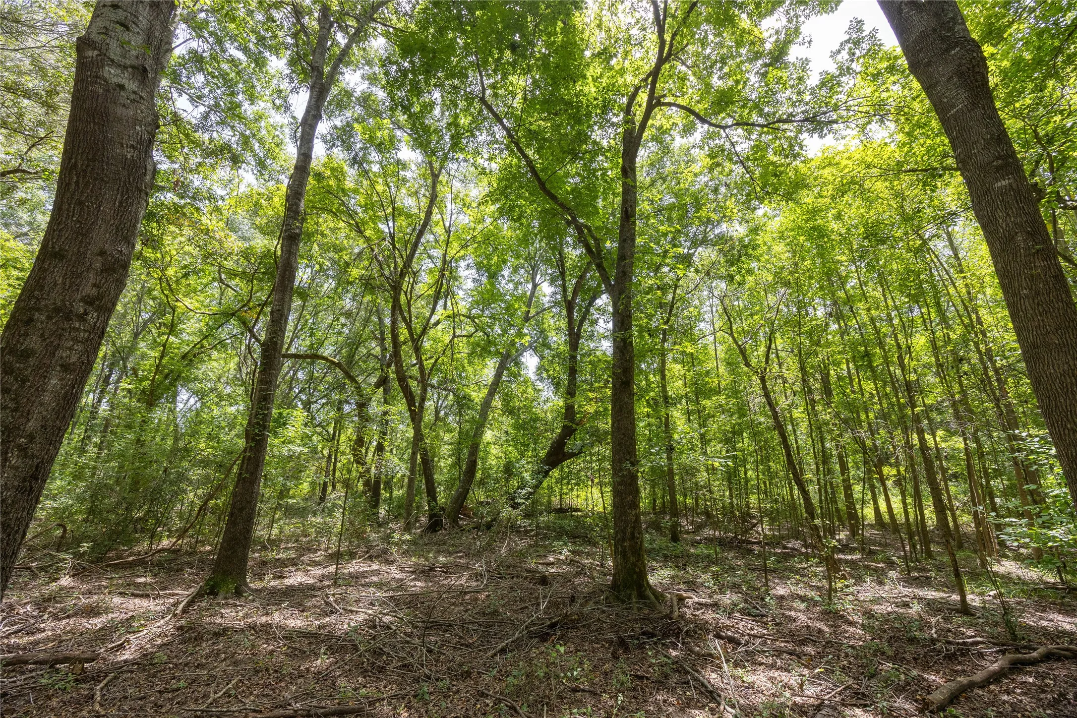 Unimproved Land For Sale in Henderson County , Tract 6 Hwy 155, Frankston, Texas 75763, 0, 0, Garage spaces, 0 Sqft, built in 0, Price $871,111, mls#20707581, Real Estate Agent in Frankston, Homes For Sale in Henderson county, Homes For Sale in Frankston, Realtor in Frankston Texas, Real Estate Brokerage Independent Realty Texas, Luminita Cordes Realtor
