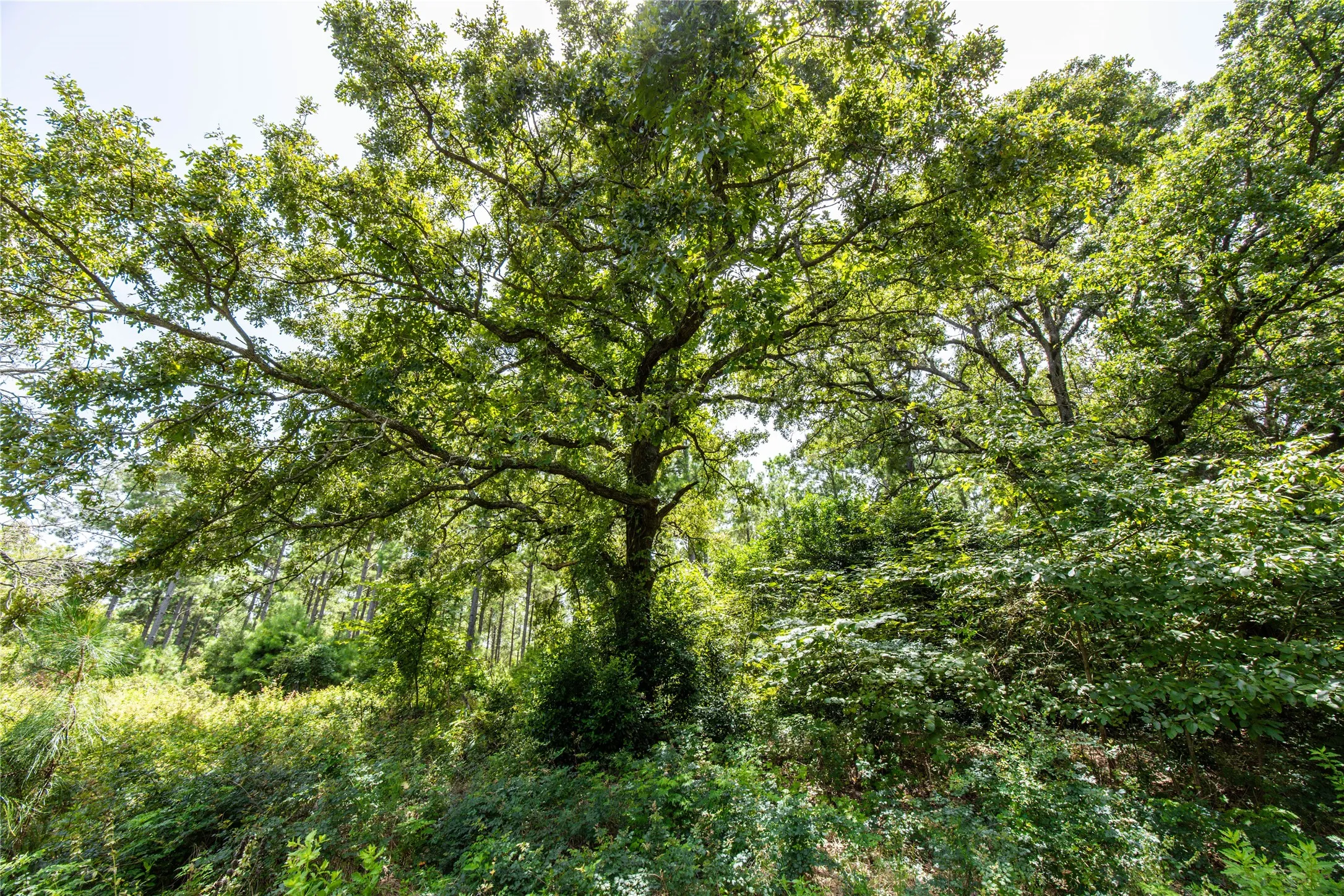 Unimproved Land For Sale in Henderson County , Tract 6 Hwy 155, Frankston, Texas 75763, 0, 0, Garage spaces, 0 Sqft, built in 0, Price $871,111, mls#20707581, Real Estate Agent in Frankston, Homes For Sale in Henderson county, Homes For Sale in Frankston, Realtor in Frankston Texas, Real Estate Brokerage Independent Realty Texas, Luminita Cordes Realtor