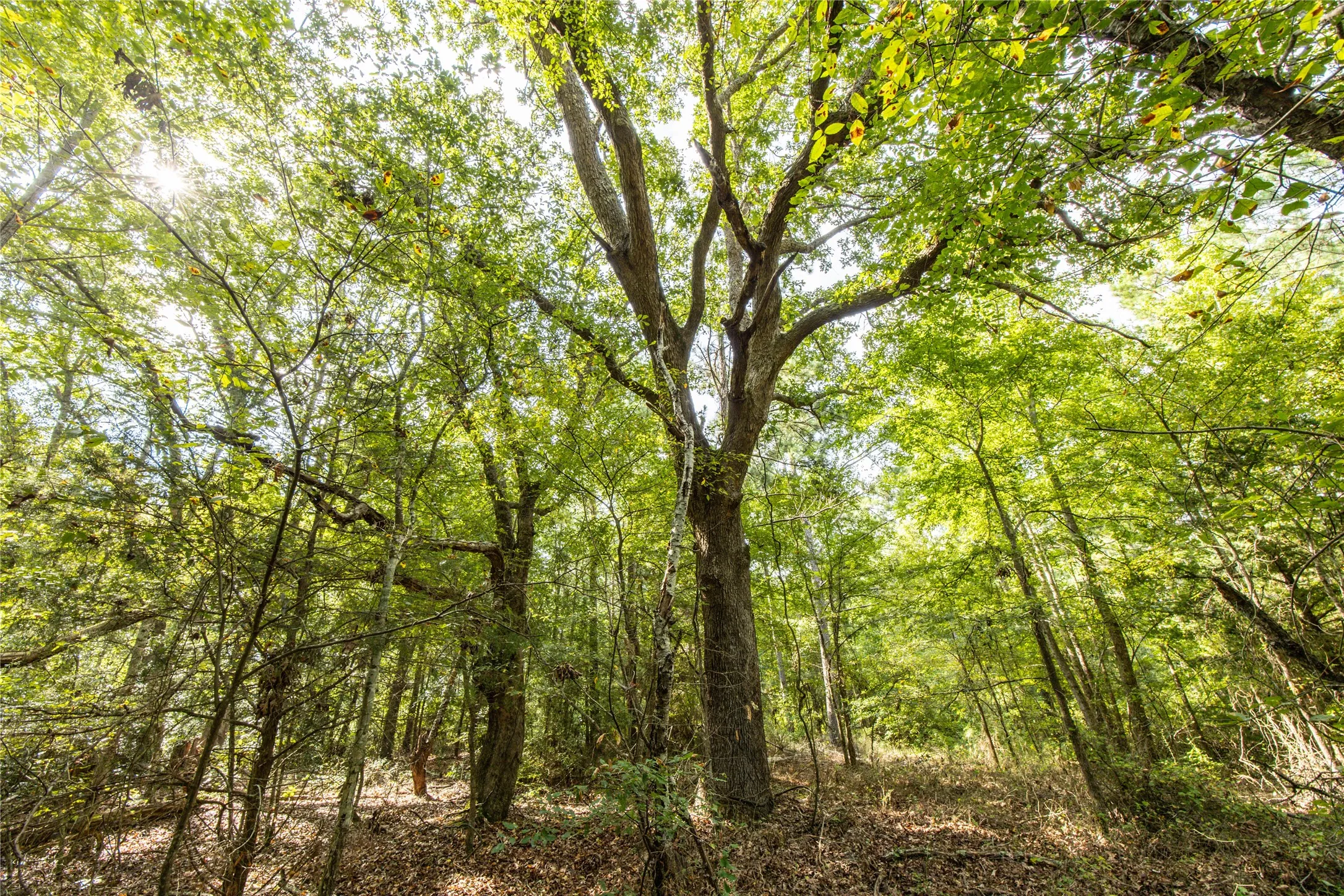 Unimproved Land For Sale in Henderson County , Tract 6 Hwy 155, Frankston, Texas 75763, 0, 0, Garage spaces, 0 Sqft, built in 0, Price $871,111, mls#20707581, Real Estate Agent in Frankston, Homes For Sale in Henderson county, Homes For Sale in Frankston, Realtor in Frankston Texas, Real Estate Brokerage Independent Realty Texas, Luminita Cordes Realtor