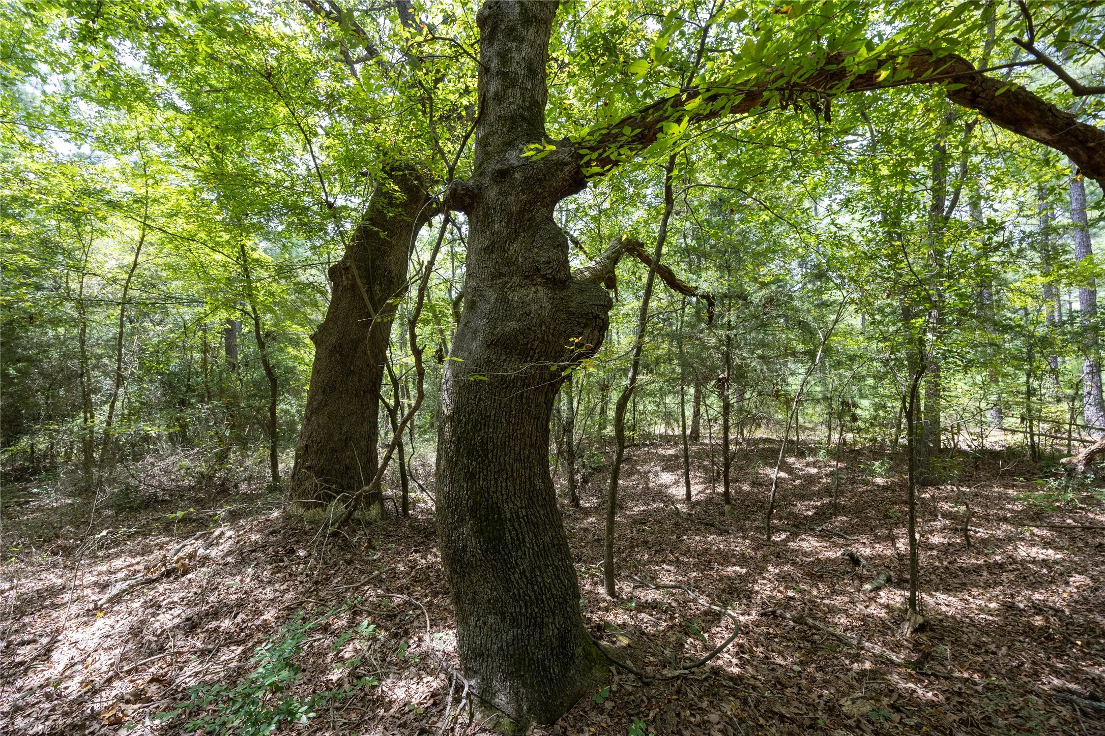 Unimproved Land For Sale in Henderson County , Tract 6 Hwy 155, Frankston, Texas 75763, 0, 0, Garage spaces, 0 Sqft, built in 0, Price $871,111, mls#20707581, Real Estate Agent in Frankston, Homes For Sale in Henderson county, Homes For Sale in Frankston, Realtor in Frankston Texas, Real Estate Brokerage Independent Realty Texas, Luminita Cordes Realtor