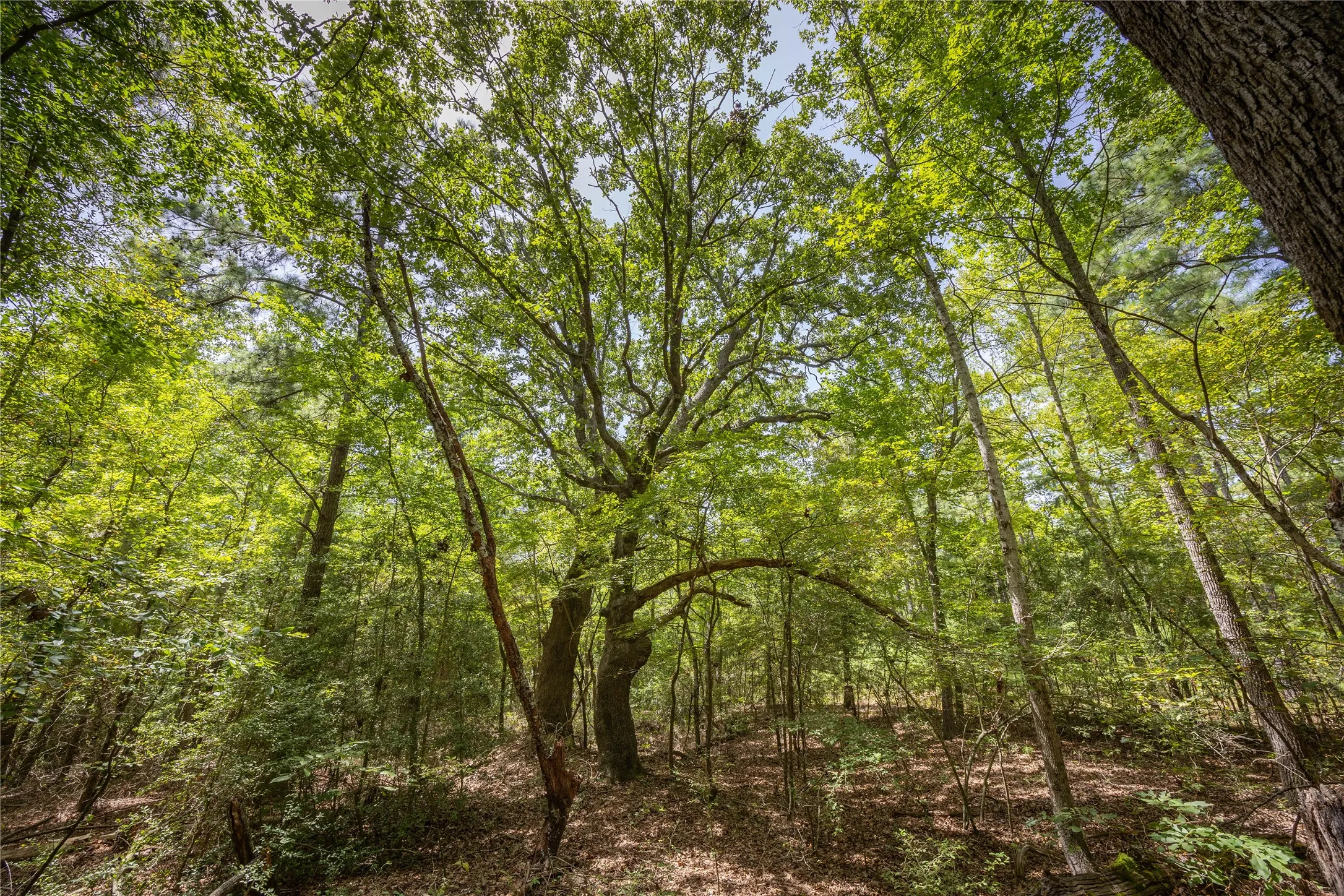 Unimproved Land For Sale in Henderson County , Tract 6 Hwy 155, Frankston, Texas 75763, 0, 0, Garage spaces, 0 Sqft, built in 0, Price $871,111, mls#20707581, Real Estate Agent in Frankston, Homes For Sale in Henderson county, Homes For Sale in Frankston, Realtor in Frankston Texas, Real Estate Brokerage Independent Realty Texas, Luminita Cordes Realtor