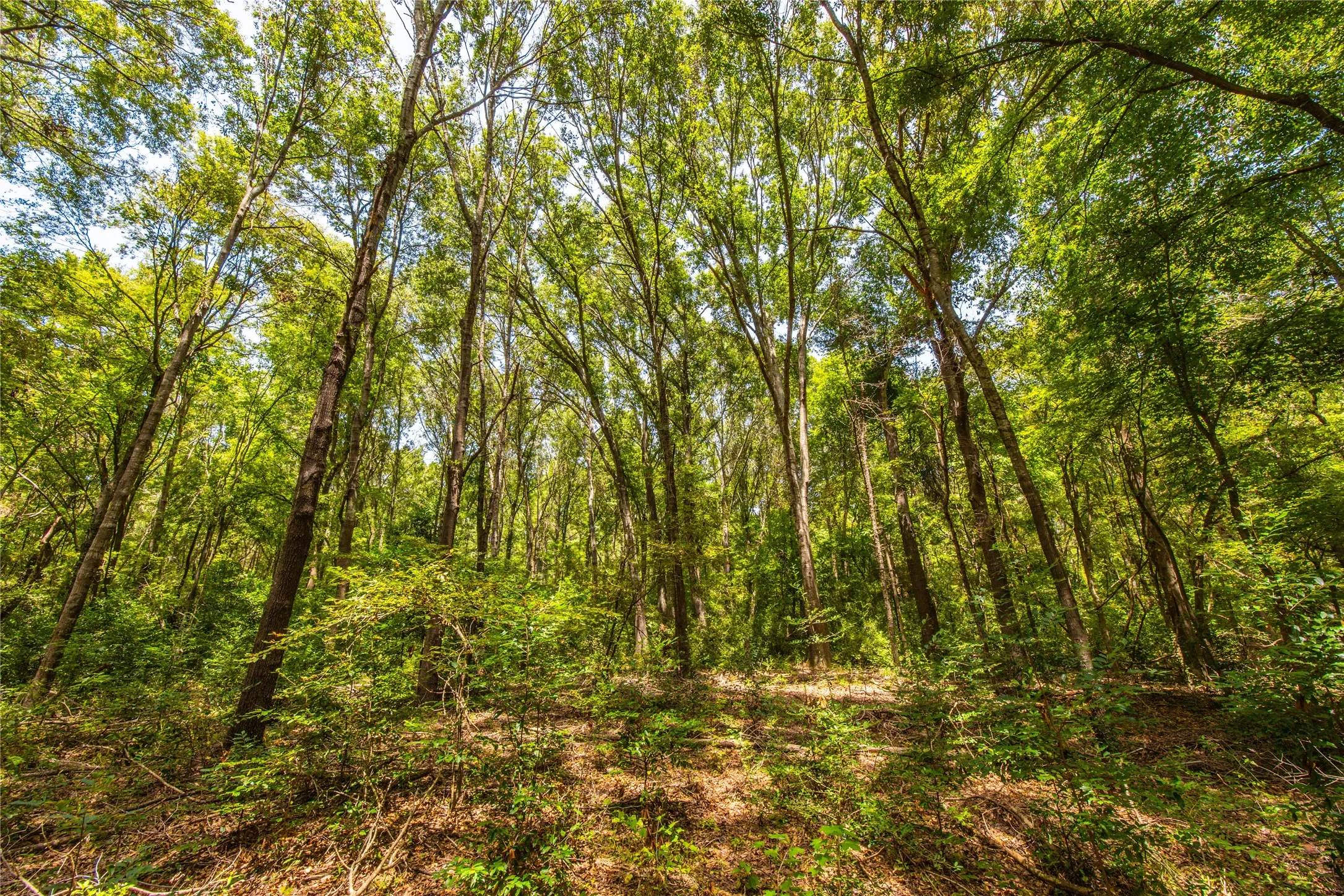Unimproved Land For Sale in Henderson County , Tract 6 Hwy 155, Frankston, Texas 75763, 0, 0, Garage spaces, 0 Sqft, built in 0, Price $871,111, mls#20707581, Real Estate Agent in Frankston, Homes For Sale in Henderson county, Homes For Sale in Frankston, Realtor in Frankston Texas, Real Estate Brokerage Independent Realty Texas, Luminita Cordes Realtor