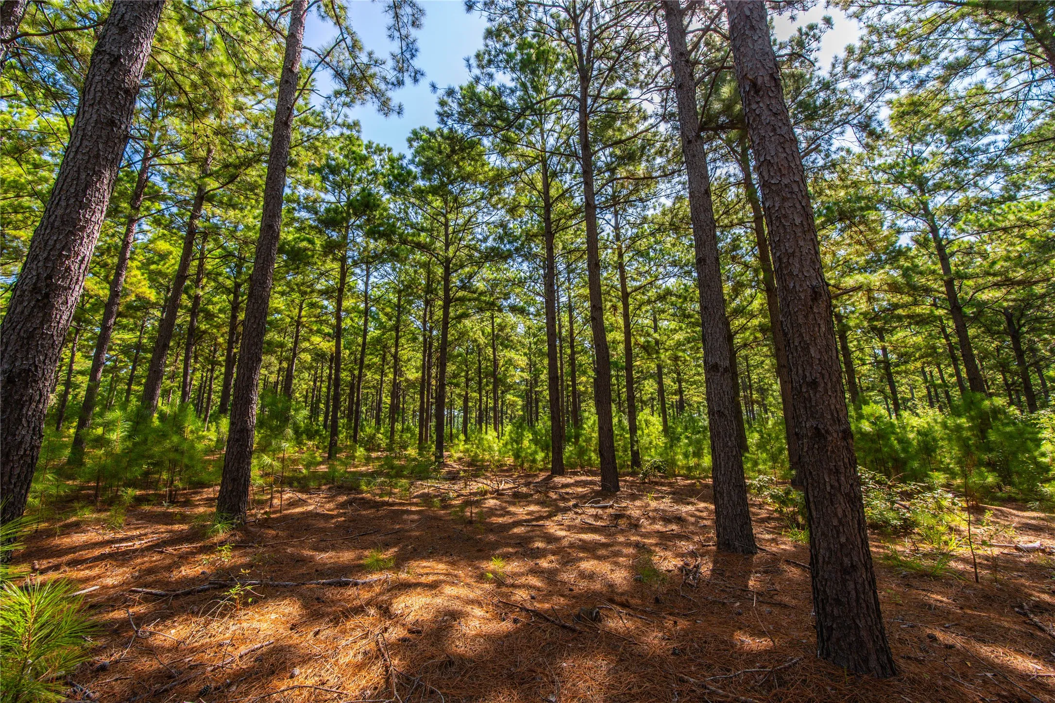 Unimproved Land For Sale in Henderson County , Tract 6 Hwy 155, Frankston, Texas 75763, 0, 0, Garage spaces, 0 Sqft, built in 0, Price $871,111, mls#20707581, Real Estate Agent in Frankston, Homes For Sale in Henderson county, Homes For Sale in Frankston, Realtor in Frankston Texas, Real Estate Brokerage Independent Realty Texas, Luminita Cordes Realtor