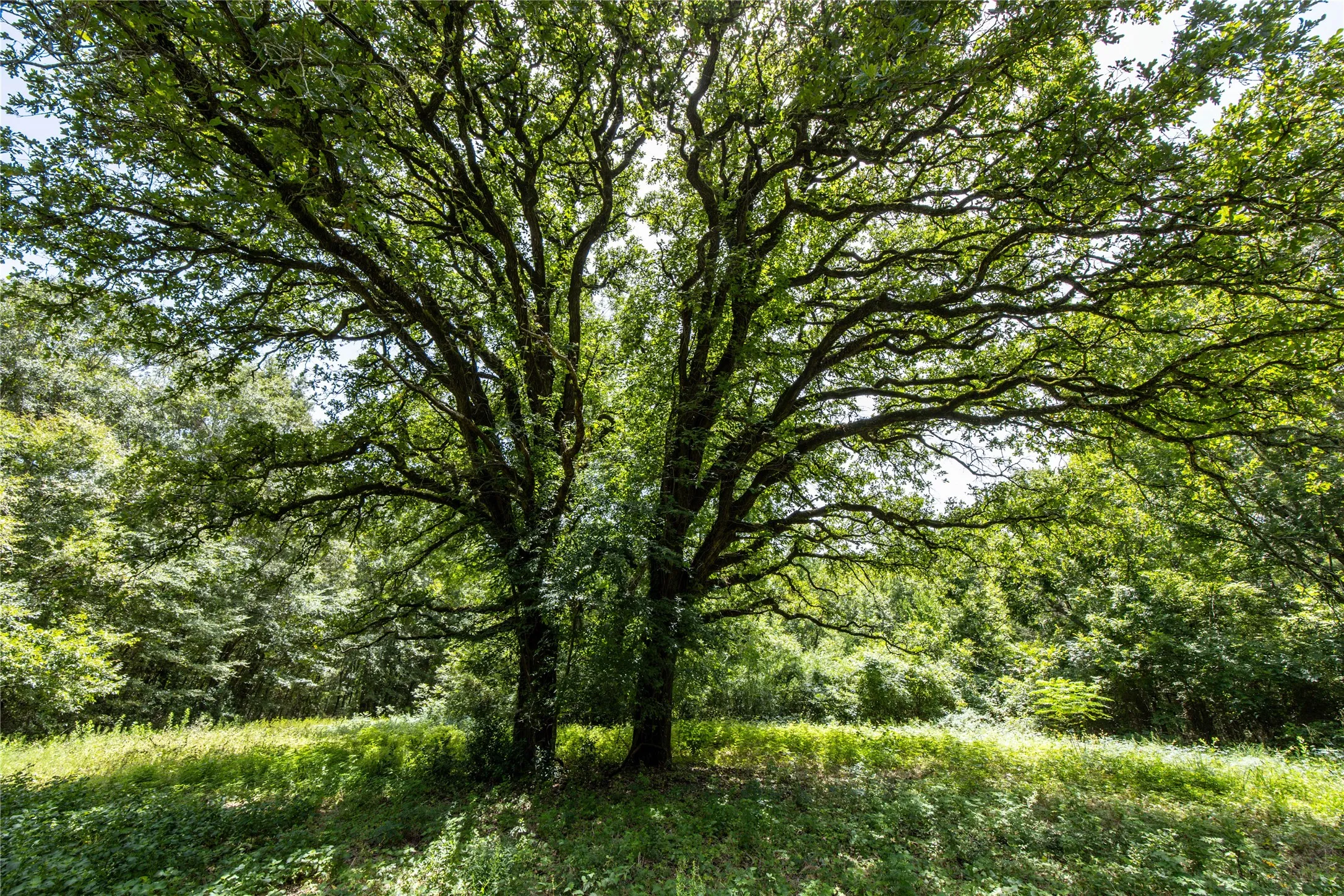 Unimproved Land For Sale in Henderson County , Tract 6 Hwy 155, Frankston, Texas 75763, 0, 0, Garage spaces, 0 Sqft, built in 0, Price $871,111, mls#20707581, Real Estate Agent in Frankston, Homes For Sale in Henderson county, Homes For Sale in Frankston, Realtor in Frankston Texas, Real Estate Brokerage Independent Realty Texas, Luminita Cordes Realtor