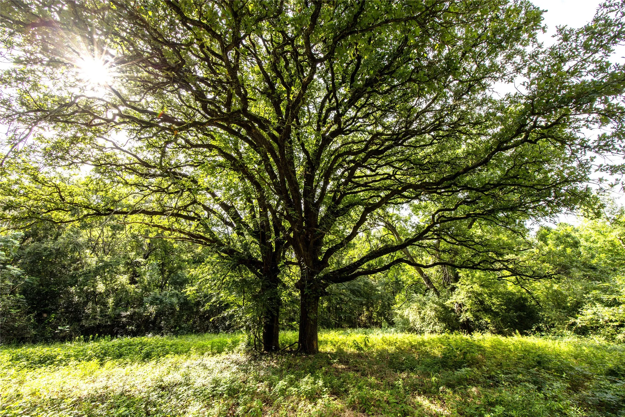 Unimproved Land For Sale in Henderson County , Tract 6 Hwy 155, Frankston, Texas 75763, 0, 0, Garage spaces, 0 Sqft, built in 0, Price $871,111, mls#20707581, Real Estate Agent in Frankston, Homes For Sale in Henderson county, Homes For Sale in Frankston, Realtor in Frankston Texas, Real Estate Brokerage Independent Realty Texas, Luminita Cordes Realtor
