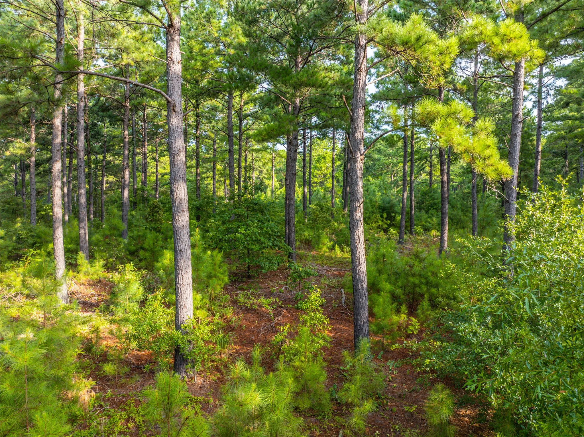 Unimproved Land For Sale in Henderson County , Tract 6 Hwy 155, Frankston, Texas 75763, 0, 0, Garage spaces, 0 Sqft, built in 0, Price $871,111, mls#20707581, Real Estate Agent in Frankston, Homes For Sale in Henderson county, Homes For Sale in Frankston, Realtor in Frankston Texas, Real Estate Brokerage Independent Realty Texas, Luminita Cordes Realtor