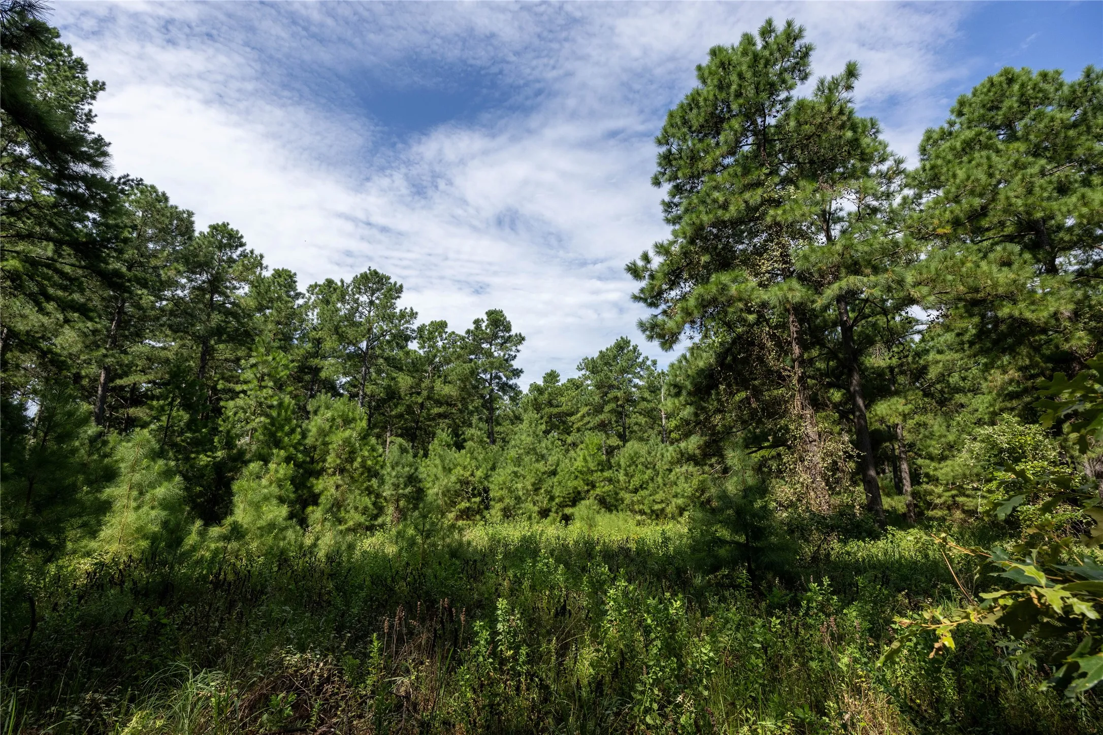 Unimproved Land For Sale in Henderson County , Tract 6 Hwy 155, Frankston, Texas 75763, 0, 0, Garage spaces, 0 Sqft, built in 0, Price $871,111, mls#20707581, Real Estate Agent in Frankston, Homes For Sale in Henderson county, Homes For Sale in Frankston, Realtor in Frankston Texas, Real Estate Brokerage Independent Realty Texas, Luminita Cordes Realtor