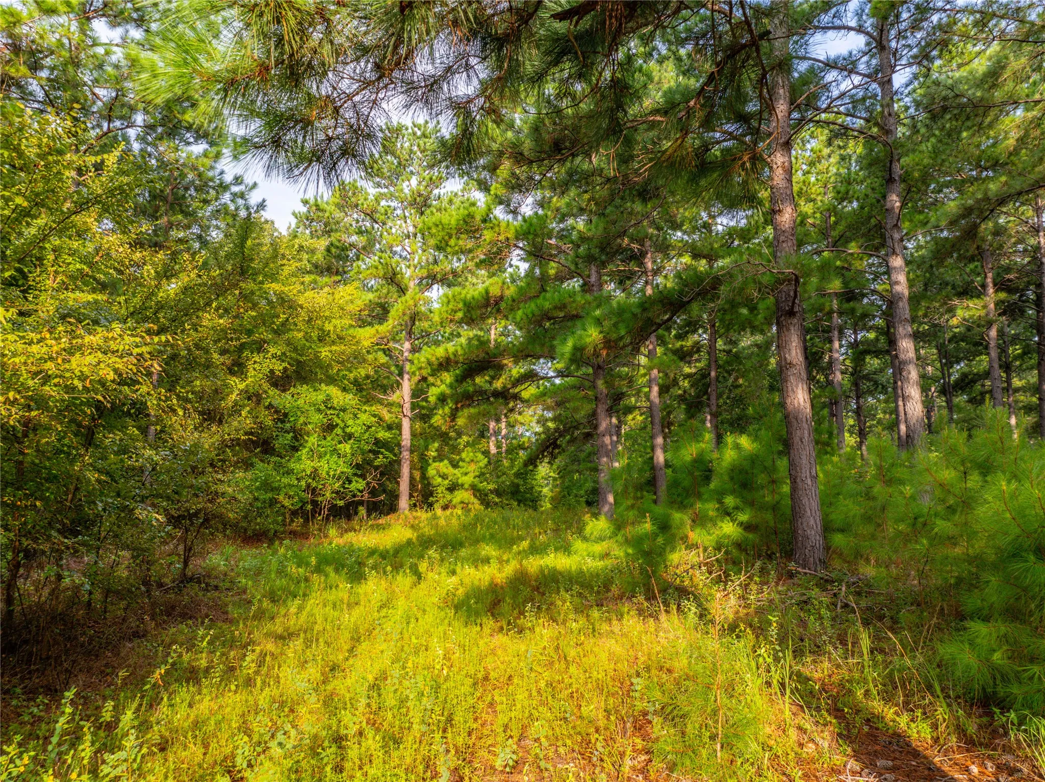 Unimproved Land For Sale in Henderson County , Tract 6 Hwy 155, Frankston, Texas 75763, 0, 0, Garage spaces, 0 Sqft, built in 0, Price $871,111, mls#20707581, Real Estate Agent in Frankston, Homes For Sale in Henderson county, Homes For Sale in Frankston, Realtor in Frankston Texas, Real Estate Brokerage Independent Realty Texas, Luminita Cordes Realtor