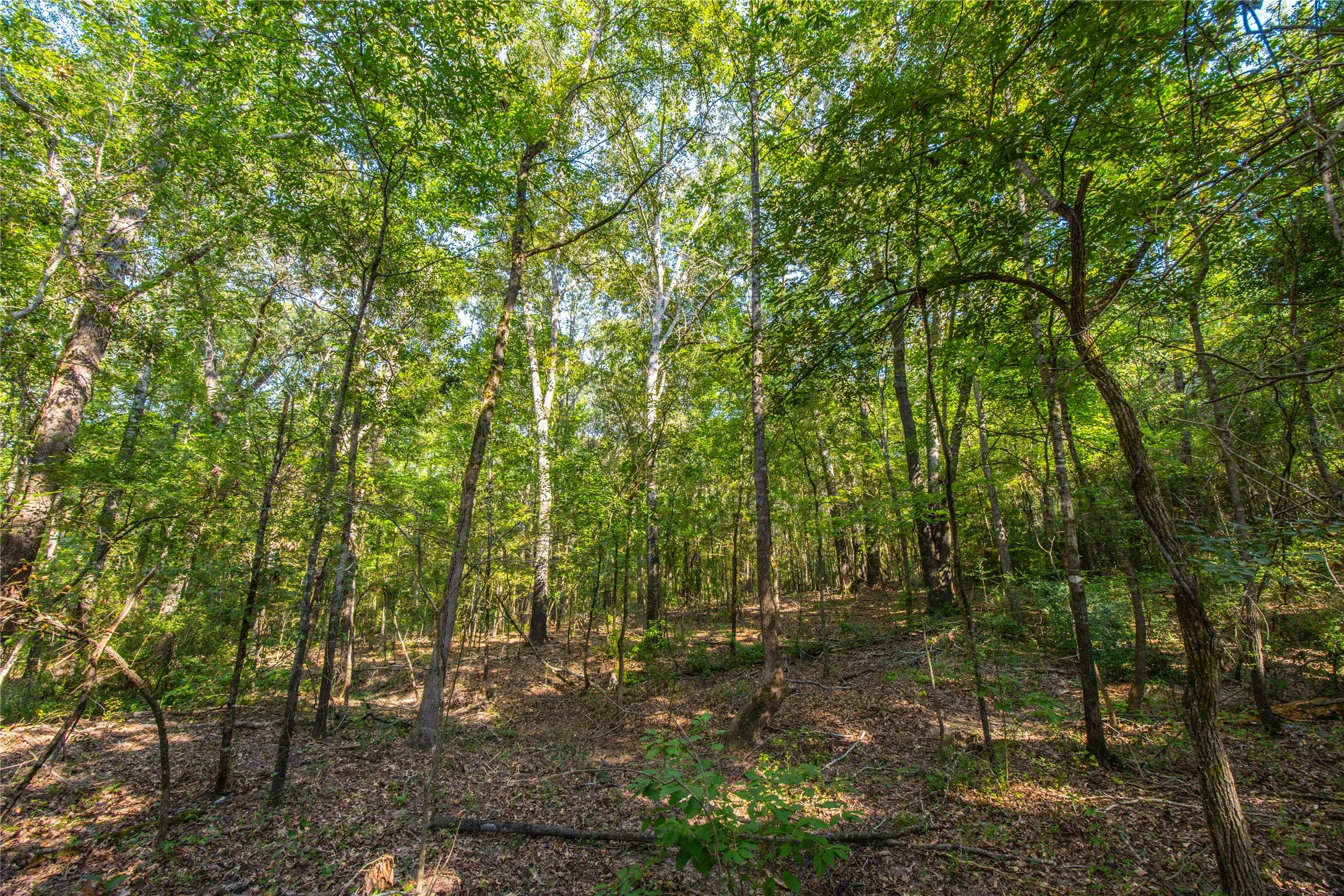 Unimproved Land For Sale in Henderson County , Tract 7 County Road 4221, Frankston, Texas 75763, 0, 0, Garage spaces, 0 Sqft, built in 0, Price $939,236, mls#20707649, Real Estate Agent in Frankston, Homes For Sale in Henderson county, Homes For Sale in Frankston, Realtor in Frankston Texas, Real Estate Brokerage Independent Realty Texas, Luminita Cordes Realtor