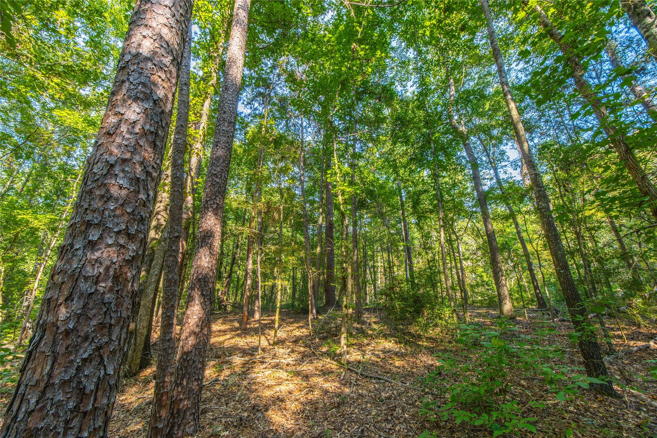 Unimproved Land For Sale in Henderson County , Tract 7 County Road 4221, Frankston, Texas 75763, 0, 0, Garage spaces, 0 Sqft, built in 0, Price $939,236, mls#20707649, Real Estate Agent in Frankston, Homes For Sale in Henderson county, Homes For Sale in Frankston, Realtor in Frankston Texas, Real Estate Brokerage Independent Realty Texas, Luminita Cordes Realtor