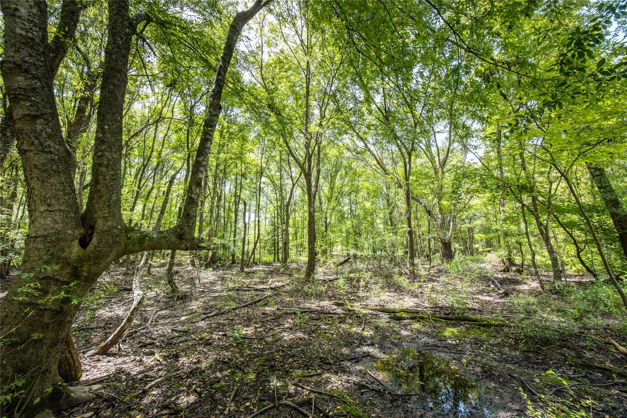 Unimproved Land For Sale in Henderson County , Tract 7 County Road 4221, Frankston, Texas 75763, 0, 0, Garage spaces, 0 Sqft, built in 0, Price $939,236, mls#20707649, Real Estate Agent in Frankston, Homes For Sale in Henderson county, Homes For Sale in Frankston, Realtor in Frankston Texas, Real Estate Brokerage Independent Realty Texas, Luminita Cordes Realtor