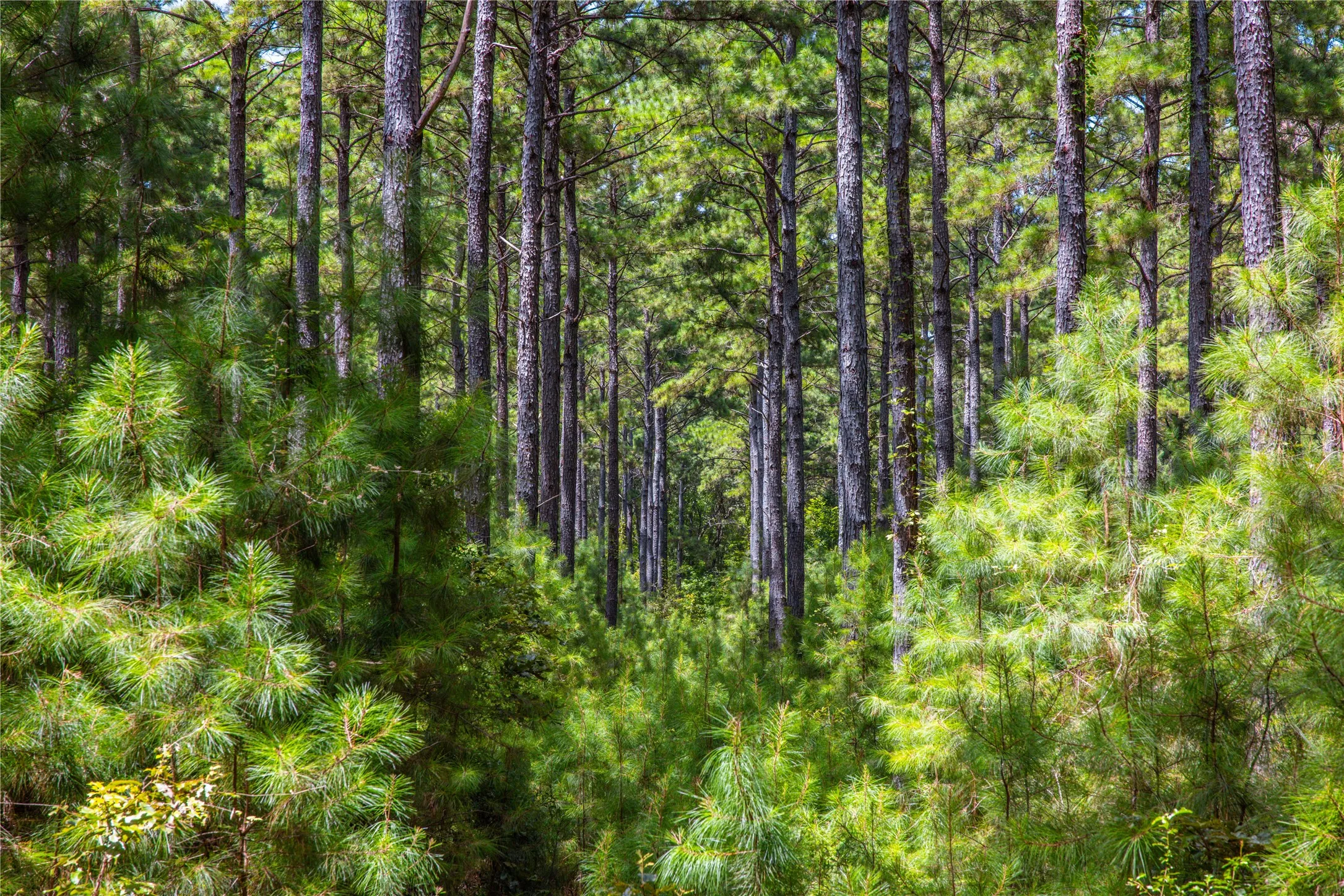 Unimproved Land For Sale in Henderson County , Tract 7 County Road 4221, Frankston, Texas 75763, 0, 0, Garage spaces, 0 Sqft, built in 0, Price $939,236, mls#20707649, Real Estate Agent in Frankston, Homes For Sale in Henderson county, Homes For Sale in Frankston, Realtor in Frankston Texas, Real Estate Brokerage Independent Realty Texas, Luminita Cordes Realtor