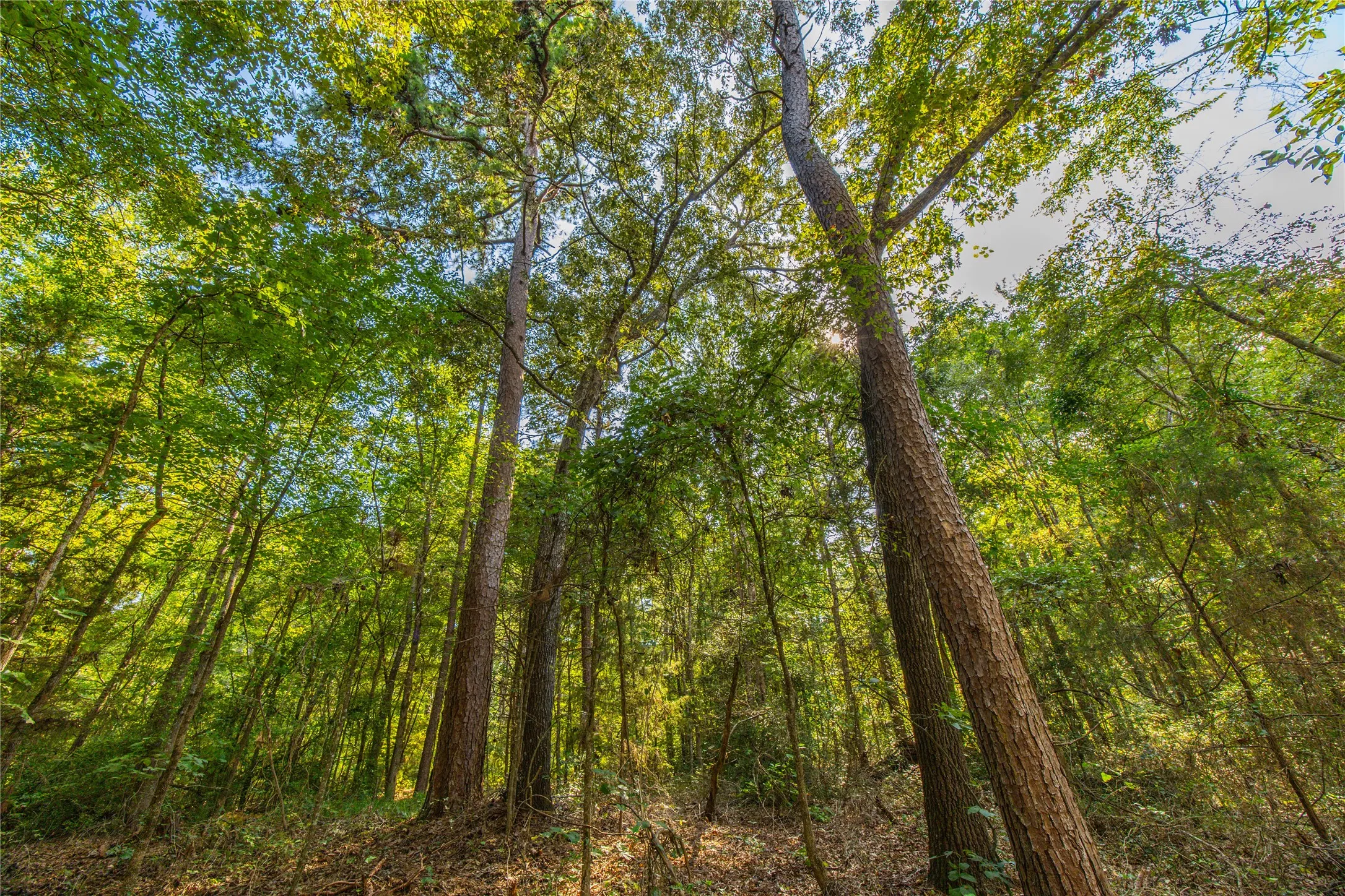 Unimproved Land For Sale in Henderson County , Tract 7 County Road 4221, Frankston, Texas 75763, 0, 0, Garage spaces, 0 Sqft, built in 0, Price $939,236, mls#20707649, Real Estate Agent in Frankston, Homes For Sale in Henderson county, Homes For Sale in Frankston, Realtor in Frankston Texas, Real Estate Brokerage Independent Realty Texas, Luminita Cordes Realtor