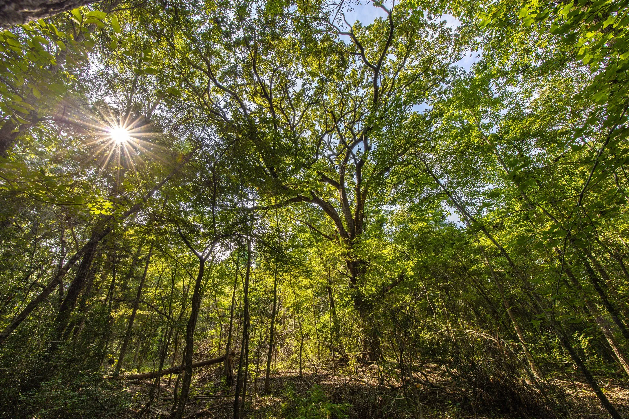 Unimproved Land For Sale in Henderson County , Tract 7 County Road 4221, Frankston, Texas 75763, 0, 0, Garage spaces, 0 Sqft, built in 0, Price $939,236, mls#20707649, Real Estate Agent in Frankston, Homes For Sale in Henderson county, Homes For Sale in Frankston, Realtor in Frankston Texas, Real Estate Brokerage Independent Realty Texas, Luminita Cordes Realtor