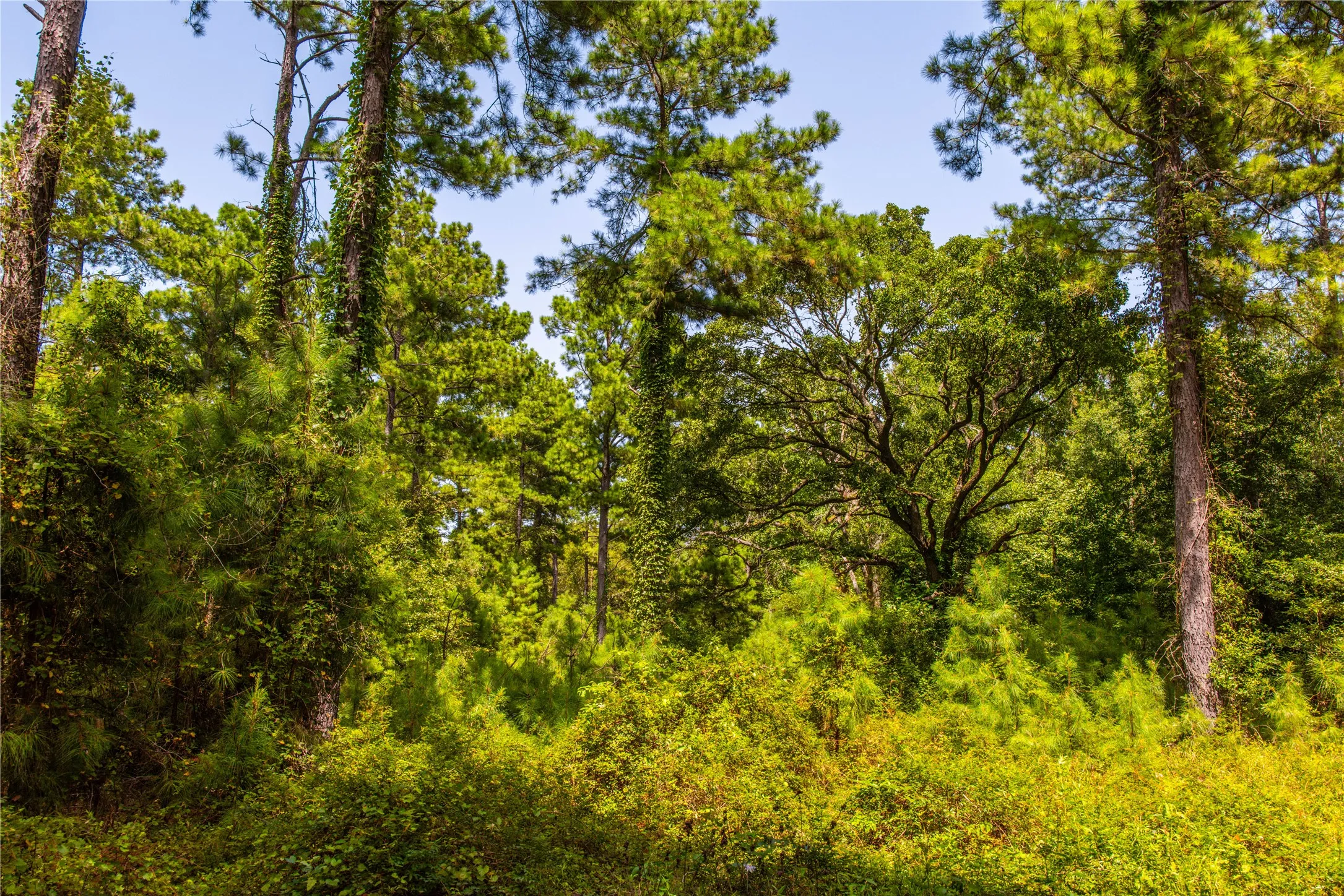 Unimproved Land For Sale in Henderson County , Tract 7 County Road 4221, Frankston, Texas 75763, 0, 0, Garage spaces, 0 Sqft, built in 0, Price $939,236, mls#20707649, Real Estate Agent in Frankston, Homes For Sale in Henderson county, Homes For Sale in Frankston, Realtor in Frankston Texas, Real Estate Brokerage Independent Realty Texas, Luminita Cordes Realtor