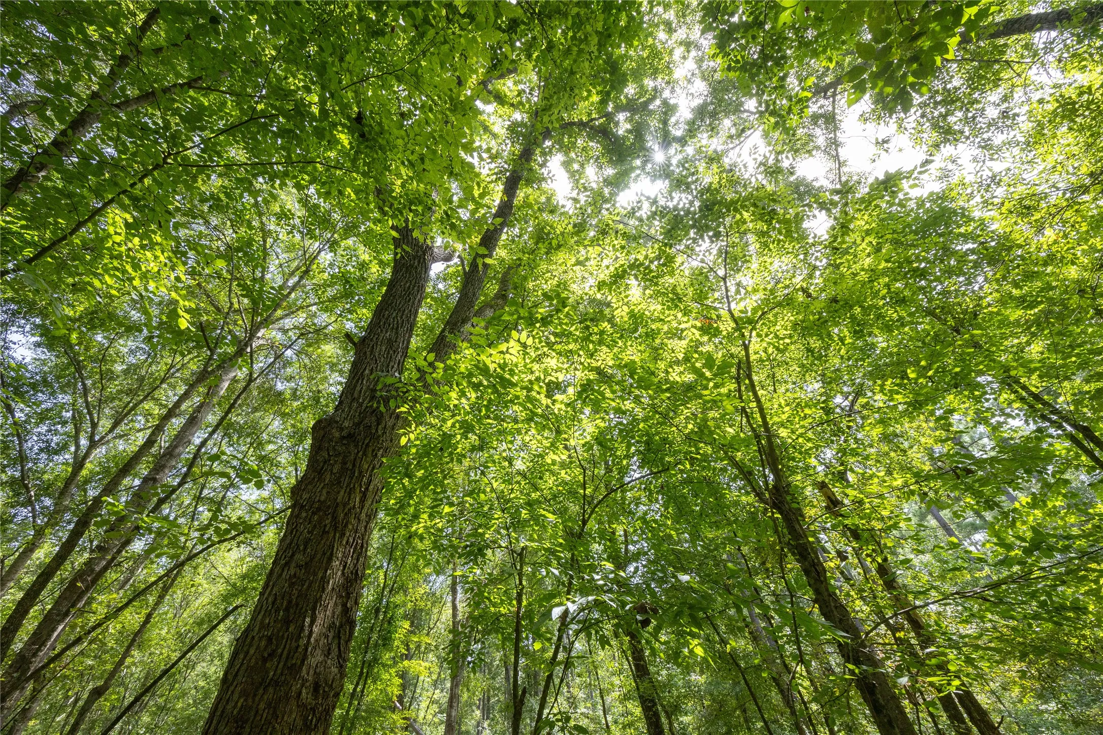 Unimproved Land For Sale in Henderson County , Tract 7 County Road 4221, Frankston, Texas 75763, 0, 0, Garage spaces, 0 Sqft, built in 0, Price $939,236, mls#20707649, Real Estate Agent in Frankston, Homes For Sale in Henderson county, Homes For Sale in Frankston, Realtor in Frankston Texas, Real Estate Brokerage Independent Realty Texas, Luminita Cordes Realtor