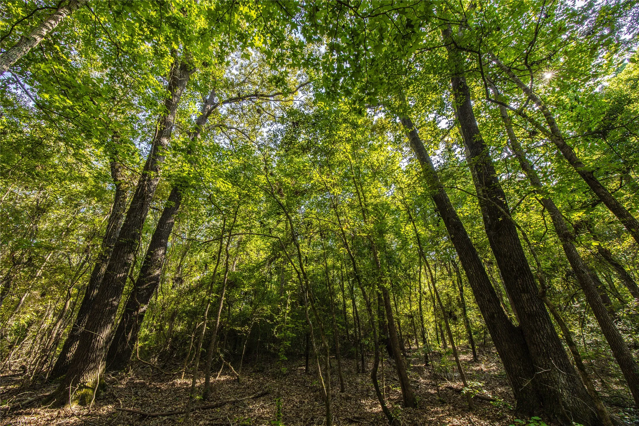 Unimproved Land For Sale in Henderson County , Tract 7 County Road 4221, Frankston, Texas 75763, 0, 0, Garage spaces, 0 Sqft, built in 0, Price $939,236, mls#20707649, Real Estate Agent in Frankston, Homes For Sale in Henderson county, Homes For Sale in Frankston, Realtor in Frankston Texas, Real Estate Brokerage Independent Realty Texas, Luminita Cordes Realtor