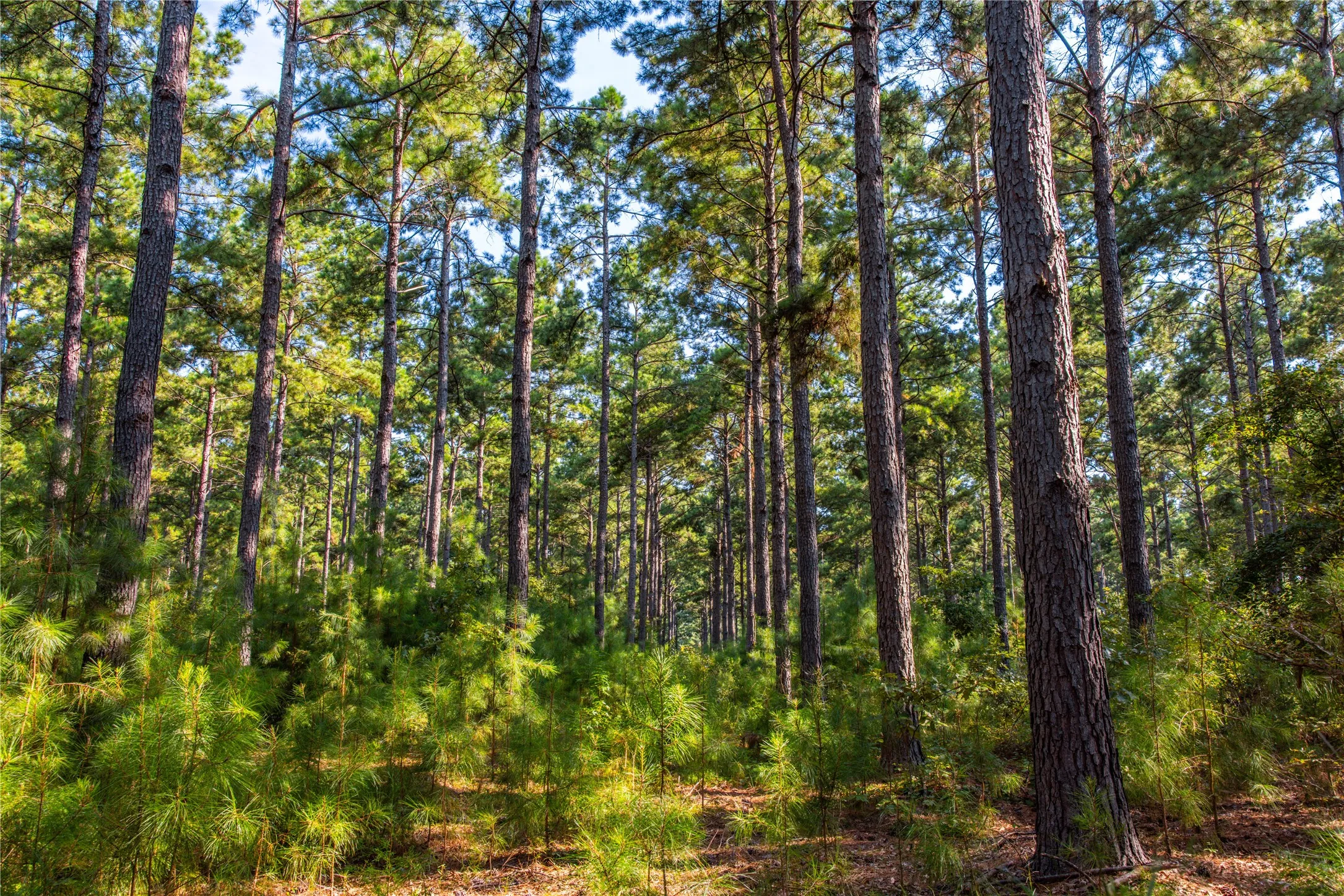 Unimproved Land For Sale in Henderson County , Tract 7 County Road 4221, Frankston, Texas 75763, 0, 0, Garage spaces, 0 Sqft, built in 0, Price $939,236, mls#20707649, Real Estate Agent in Frankston, Homes For Sale in Henderson county, Homes For Sale in Frankston, Realtor in Frankston Texas, Real Estate Brokerage Independent Realty Texas, Luminita Cordes Realtor