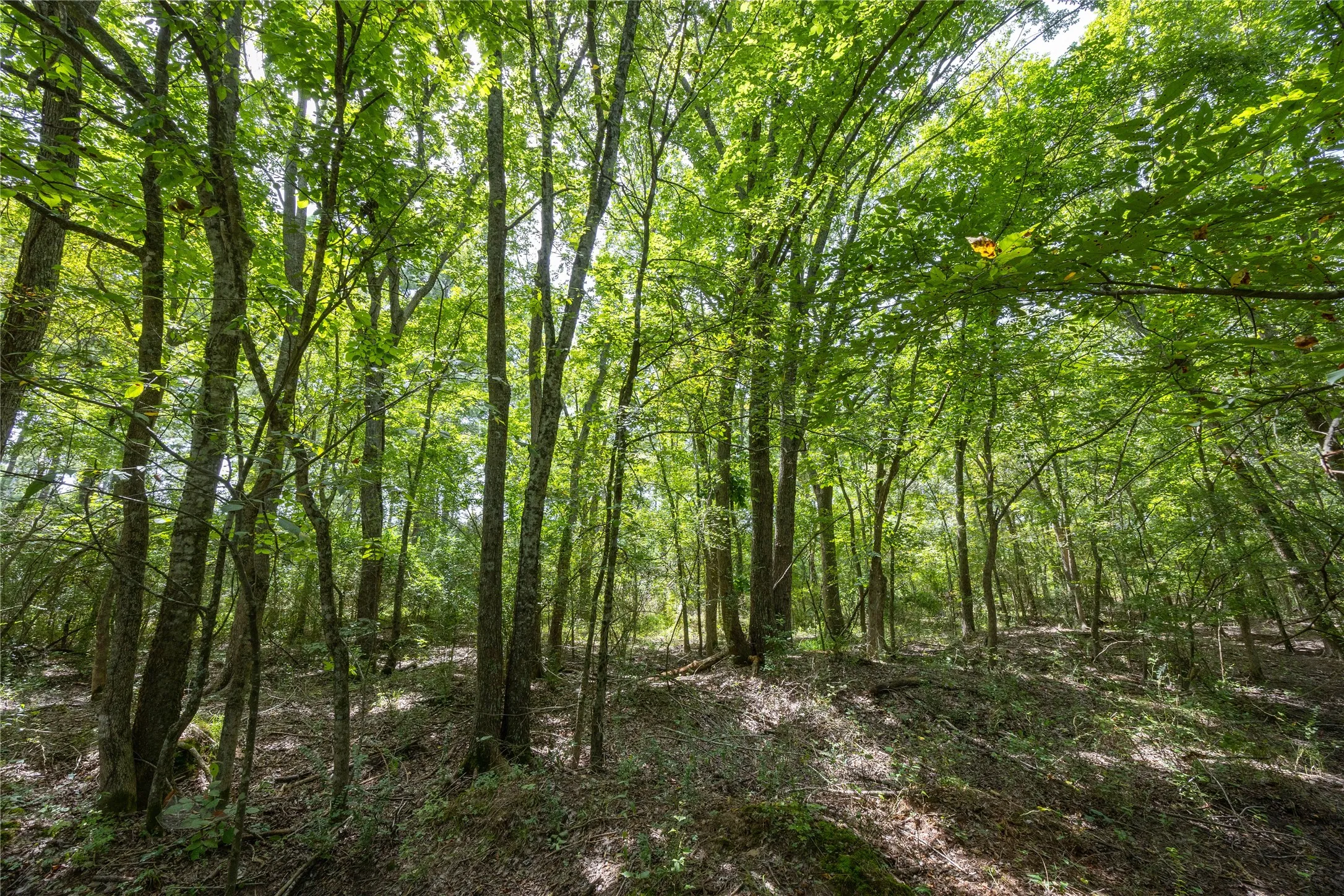 Unimproved Land For Sale in Henderson County , Tract 7 County Road 4221, Frankston, Texas 75763, 0, 0, Garage spaces, 0 Sqft, built in 0, Price $939,236, mls#20707649, Real Estate Agent in Frankston, Homes For Sale in Henderson county, Homes For Sale in Frankston, Realtor in Frankston Texas, Real Estate Brokerage Independent Realty Texas, Luminita Cordes Realtor