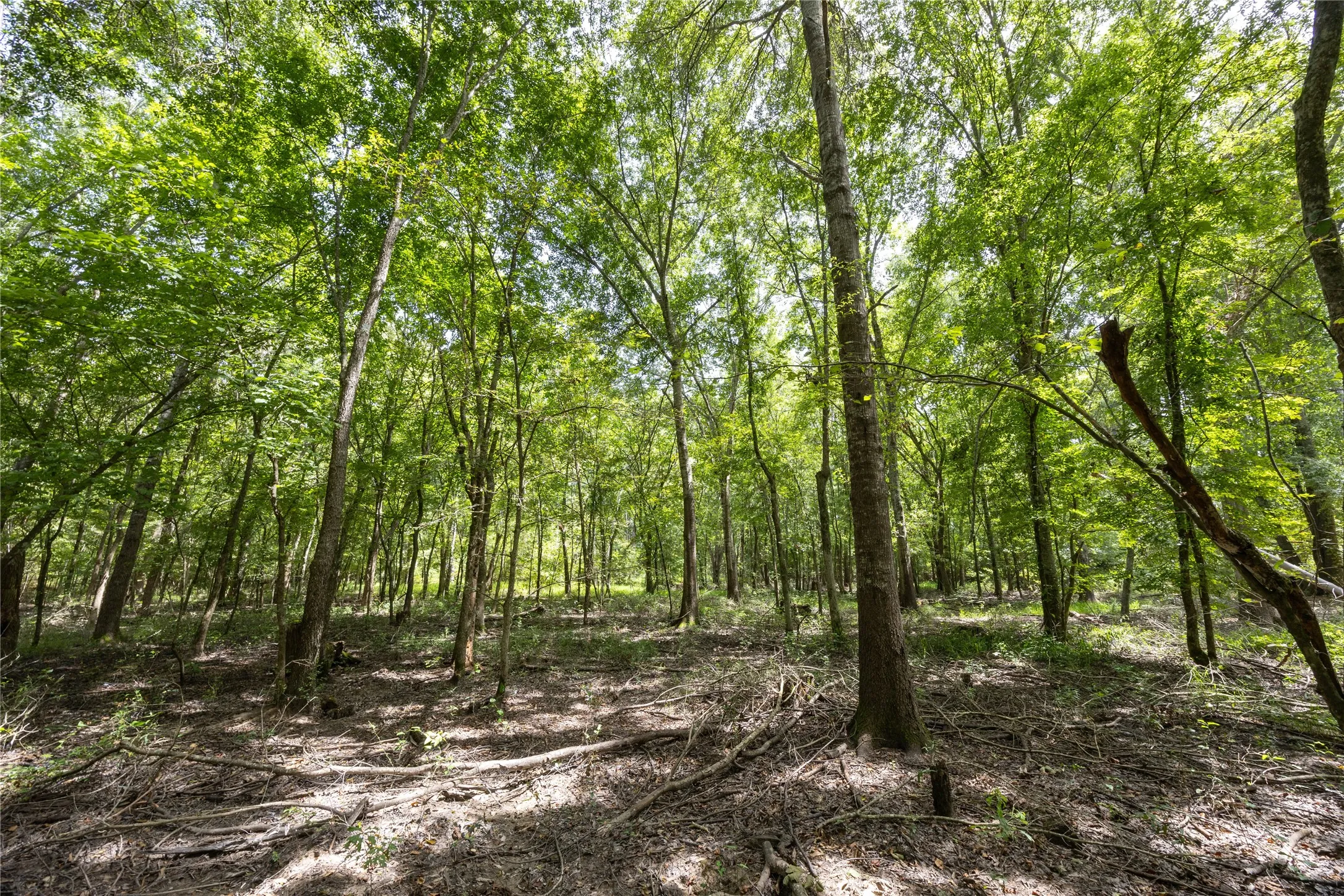 Unimproved Land For Sale in Henderson County , Tract 7 County Road 4221, Frankston, Texas 75763, 0, 0, Garage spaces, 0 Sqft, built in 0, Price $939,236, mls#20707649, Real Estate Agent in Frankston, Homes For Sale in Henderson county, Homes For Sale in Frankston, Realtor in Frankston Texas, Real Estate Brokerage Independent Realty Texas, Luminita Cordes Realtor