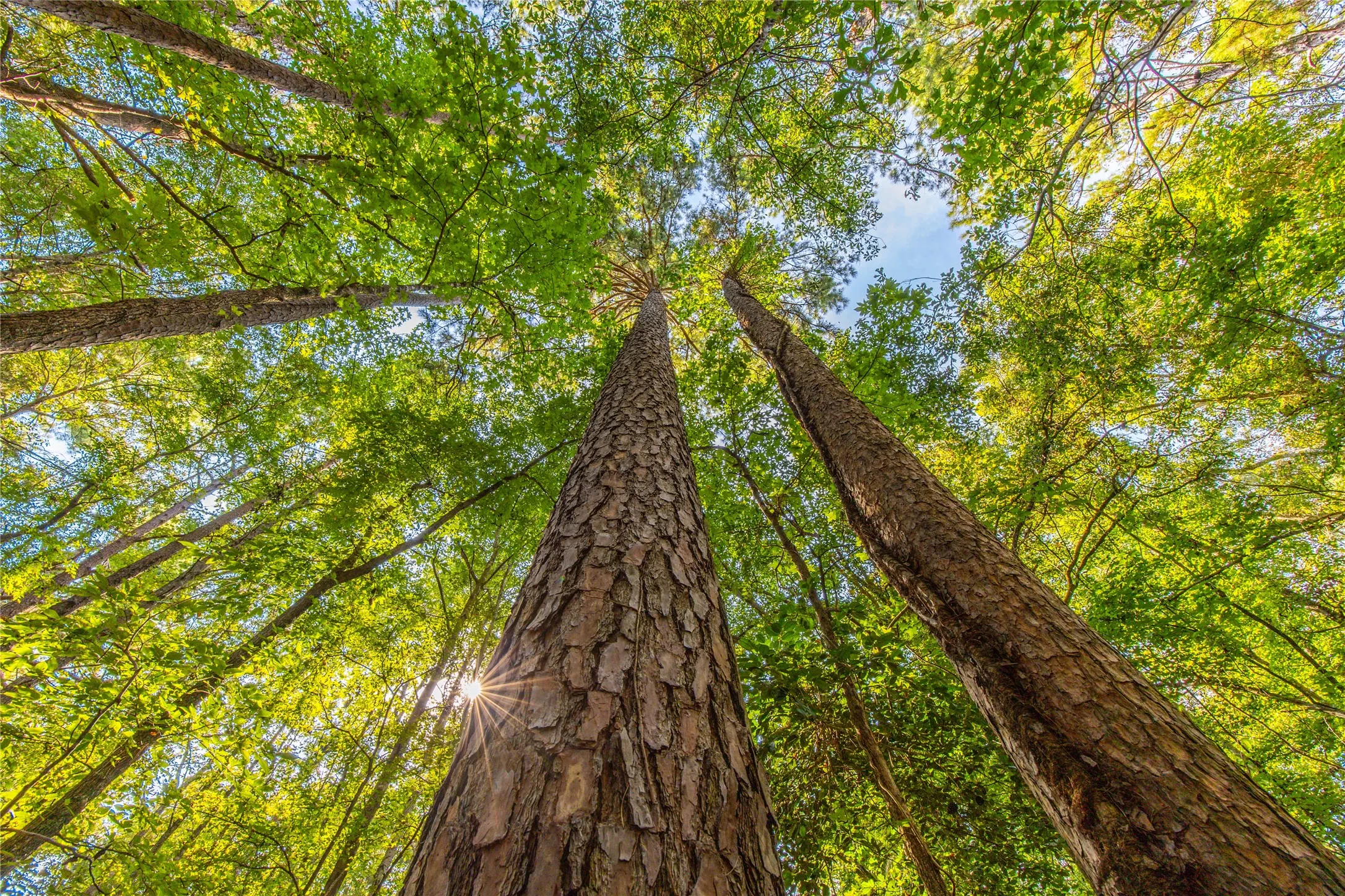 Unimproved Land For Sale in Henderson County , Tract 7 County Road 4221, Frankston, Texas 75763, 0, 0, Garage spaces, 0 Sqft, built in 0, Price $939,236, mls#20707649, Real Estate Agent in Frankston, Homes For Sale in Henderson county, Homes For Sale in Frankston, Realtor in Frankston Texas, Real Estate Brokerage Independent Realty Texas, Luminita Cordes Realtor