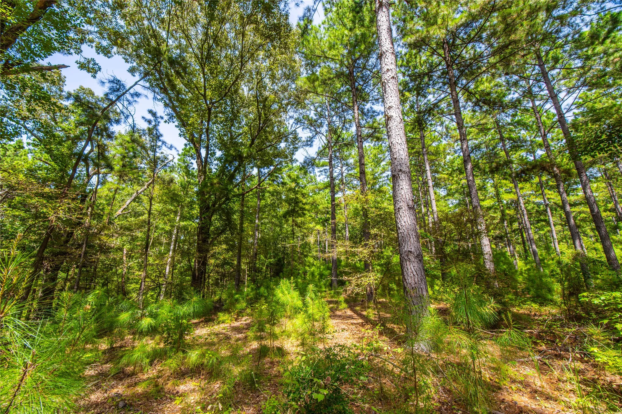 Unimproved Land For Sale in Henderson County , Tract 7 County Road 4221, Frankston, Texas 75763, 0, 0, Garage spaces, 0 Sqft, built in 0, Price $939,236, mls#20707649, Real Estate Agent in Frankston, Homes For Sale in Henderson county, Homes For Sale in Frankston, Realtor in Frankston Texas, Real Estate Brokerage Independent Realty Texas, Luminita Cordes Realtor