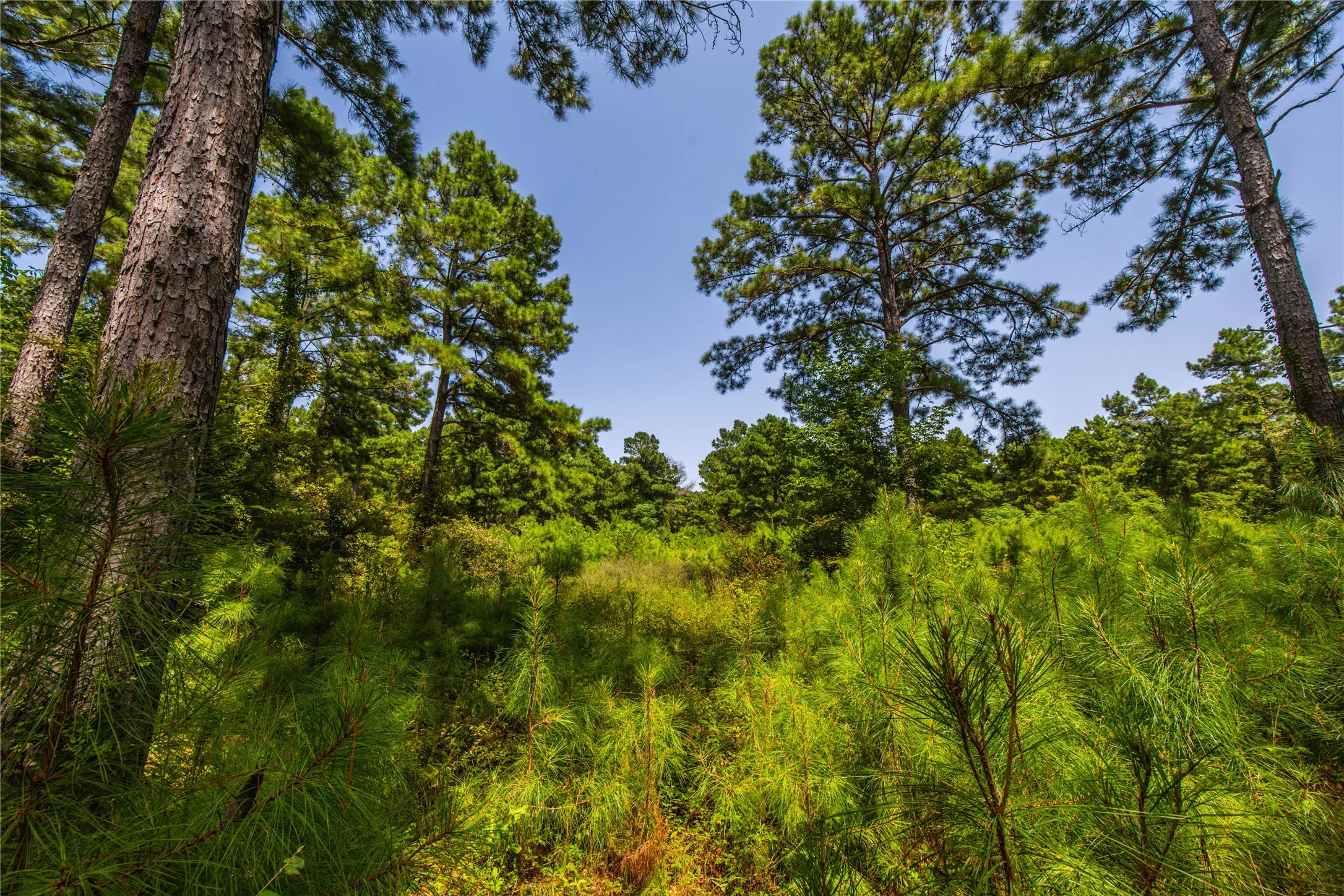 Unimproved Land For Sale in Henderson County , Tract 7 County Road 4221, Frankston, Texas 75763, 0, 0, Garage spaces, 0 Sqft, built in 0, Price $939,236, mls#20707649, Real Estate Agent in Frankston, Homes For Sale in Henderson county, Homes For Sale in Frankston, Realtor in Frankston Texas, Real Estate Brokerage Independent Realty Texas, Luminita Cordes Realtor