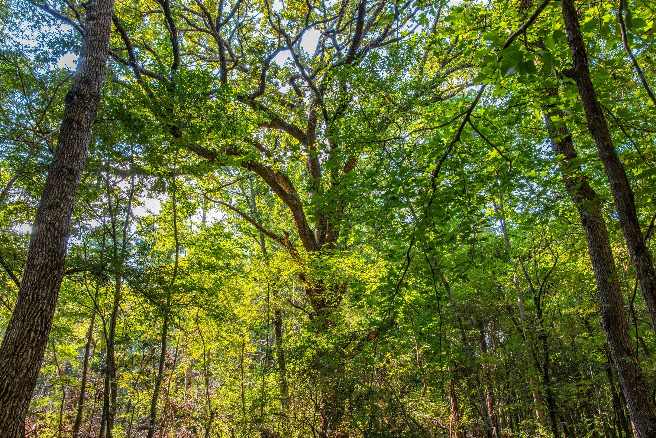 Unimproved Land For Sale in Henderson County , Tract 7 County Road 4221, Frankston, Texas 75763, 0, 0, Garage spaces, 0 Sqft, built in 0, Price $939,236, mls#20707649, Real Estate Agent in Frankston, Homes For Sale in Henderson county, Homes For Sale in Frankston, Realtor in Frankston Texas, Real Estate Brokerage Independent Realty Texas, Luminita Cordes Realtor