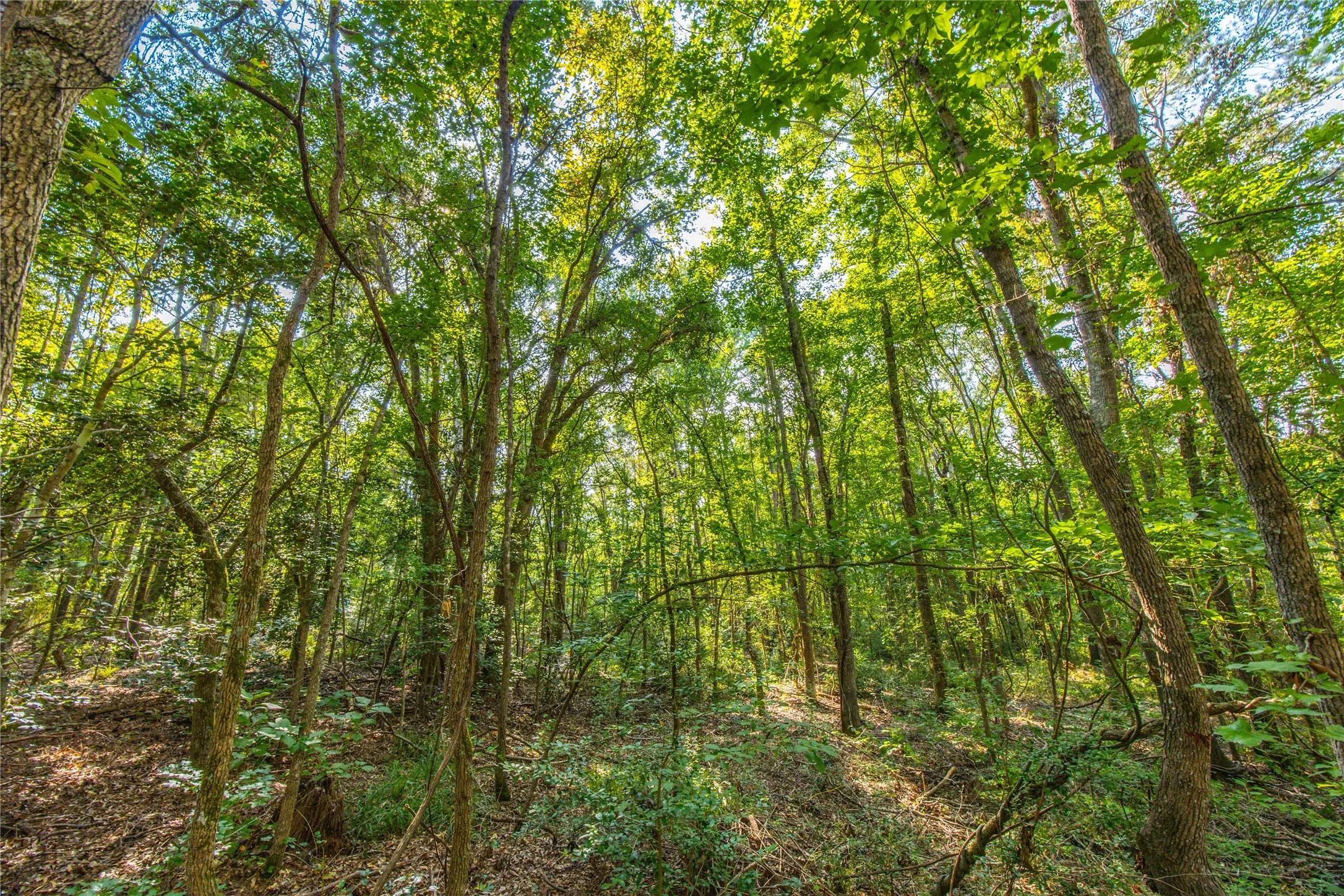 Unimproved Land For Sale in Henderson County , Tract 7 County Road 4221, Frankston, Texas 75763, 0, 0, Garage spaces, 0 Sqft, built in 0, Price $939,236, mls#20707649, Real Estate Agent in Frankston, Homes For Sale in Henderson county, Homes For Sale in Frankston, Realtor in Frankston Texas, Real Estate Brokerage Independent Realty Texas, Luminita Cordes Realtor