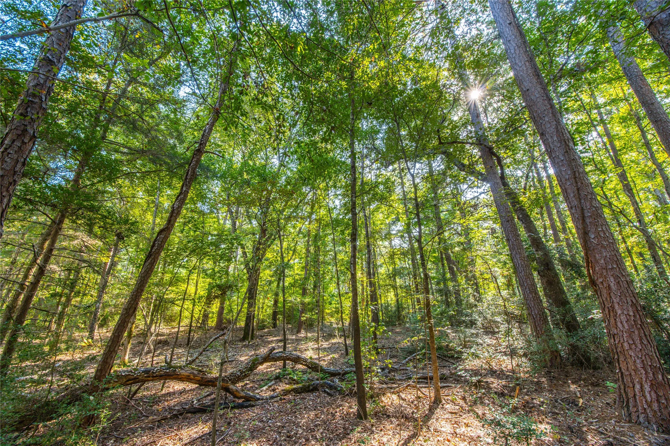 Unimproved Land For Sale in Henderson County , Tract 7 County Road 4221, Frankston, Texas 75763, 0, 0, Garage spaces, 0 Sqft, built in 0, Price $939,236, mls#20707649, Real Estate Agent in Frankston, Homes For Sale in Henderson county, Homes For Sale in Frankston, Realtor in Frankston Texas, Real Estate Brokerage Independent Realty Texas, Luminita Cordes Realtor