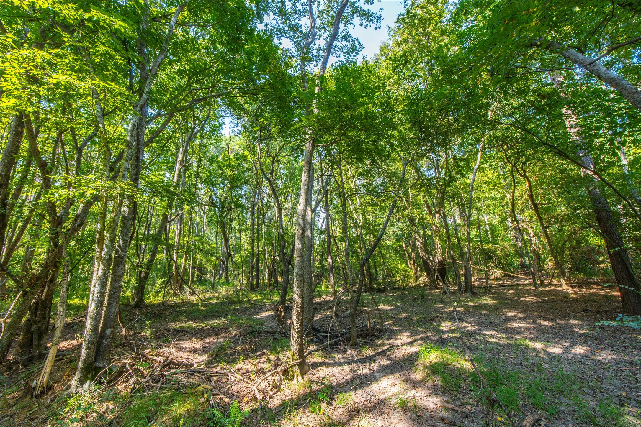 Unimproved Land For Sale in Henderson County , Tract 8 County Road 4221 Tract 8 CR 4221, Frankston, Texas 75763, 0, 0, Garage spaces, 0 Sqft, built in 0, Price $918,979, mls#20707763, Real Estate Agent in Frankston, Homes For Sale in Henderson county, Homes For Sale in Frankston, Realtor in Frankston Texas, Real Estate Brokerage Independent Realty Texas, Luminita Cordes Realtor