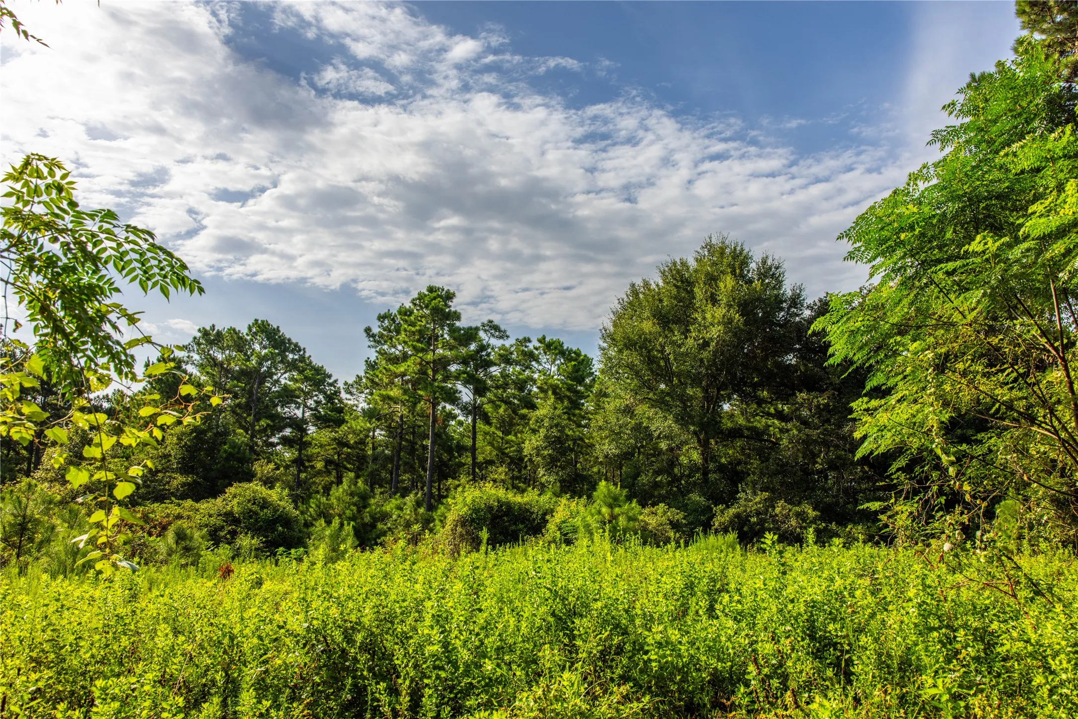 Unimproved Land For Sale in Henderson County , Tract 8 County Road 4221 Tract 8 CR 4221, Frankston, Texas 75763, 0, 0, Garage spaces, 0 Sqft, built in 0, Price $918,979, mls#20707763, Real Estate Agent in Frankston, Homes For Sale in Henderson county, Homes For Sale in Frankston, Realtor in Frankston Texas, Real Estate Brokerage Independent Realty Texas, Luminita Cordes Realtor