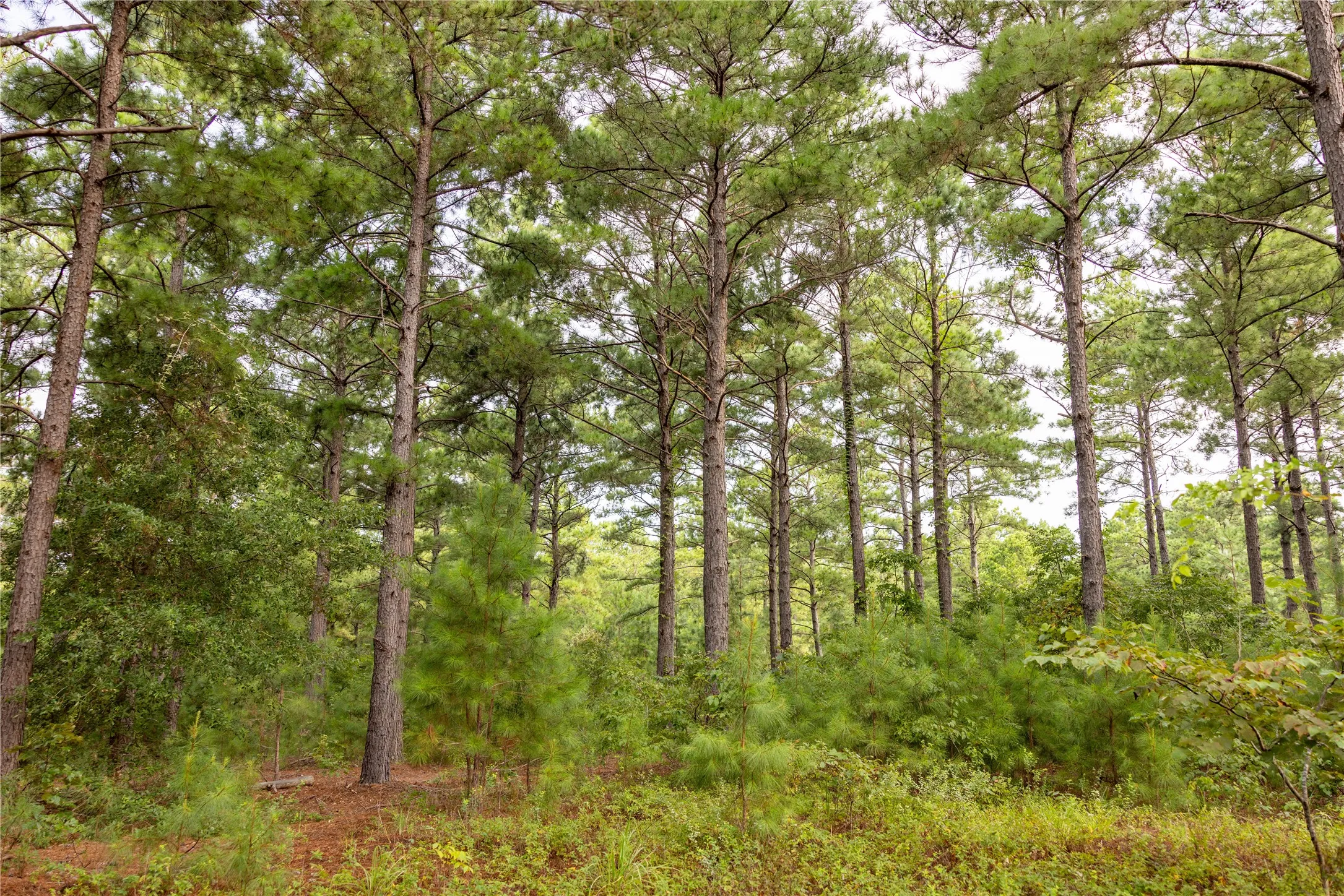 Unimproved Land For Sale in Henderson County , Tract 8 County Road 4221 Tract 8 CR 4221, Frankston, Texas 75763, 0, 0, Garage spaces, 0 Sqft, built in 0, Price $918,979, mls#20707763, Real Estate Agent in Frankston, Homes For Sale in Henderson county, Homes For Sale in Frankston, Realtor in Frankston Texas, Real Estate Brokerage Independent Realty Texas, Luminita Cordes Realtor