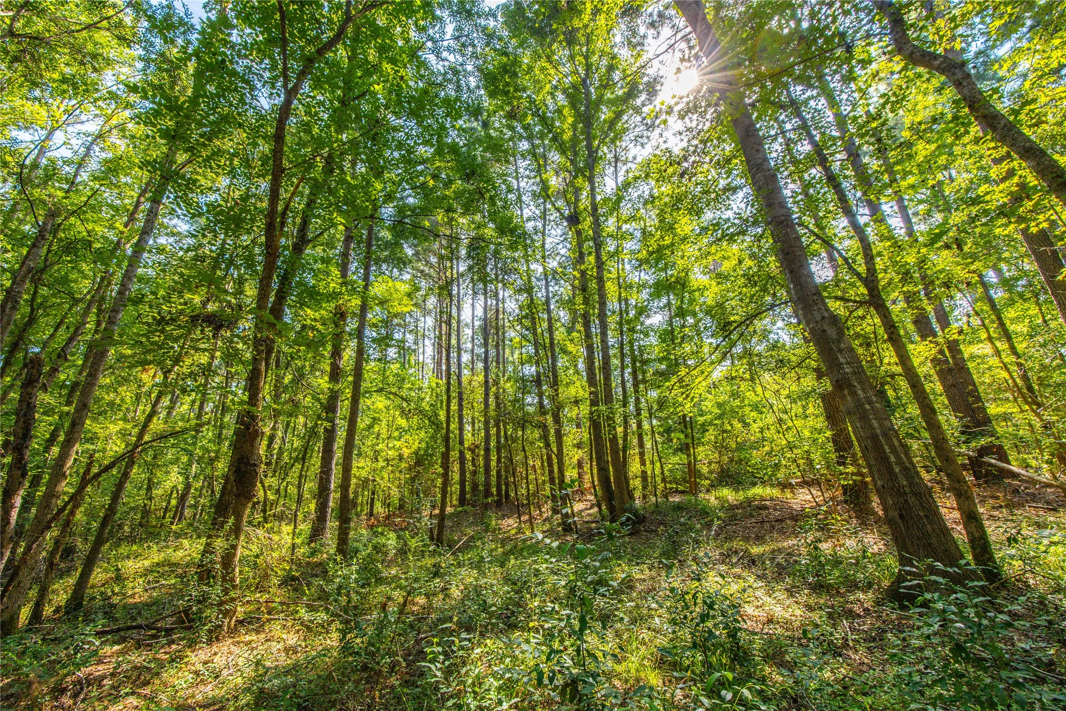 Unimproved Land For Sale in Henderson County , Tract 8 County Road 4221 Tract 8 CR 4221, Frankston, Texas 75763, 0, 0, Garage spaces, 0 Sqft, built in 0, Price $918,979, mls#20707763, Real Estate Agent in Frankston, Homes For Sale in Henderson county, Homes For Sale in Frankston, Realtor in Frankston Texas, Real Estate Brokerage Independent Realty Texas, Luminita Cordes Realtor