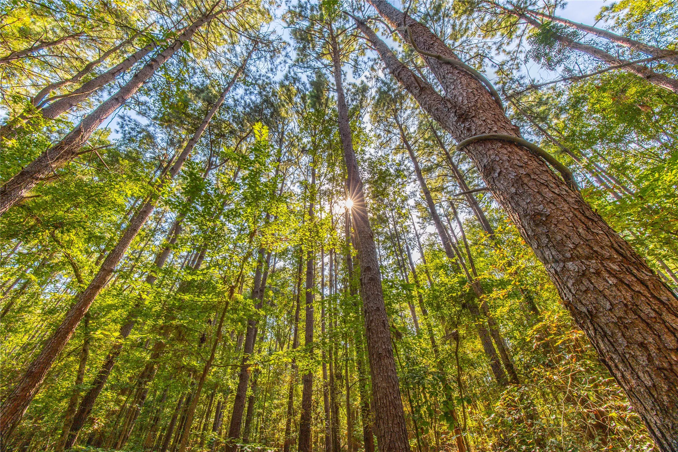 Unimproved Land For Sale in Henderson County , Tract 8 County Road 4221 Tract 8 CR 4221, Frankston, Texas 75763, 0, 0, Garage spaces, 0 Sqft, built in 0, Price $918,979, mls#20707763, Real Estate Agent in Frankston, Homes For Sale in Henderson county, Homes For Sale in Frankston, Realtor in Frankston Texas, Real Estate Brokerage Independent Realty Texas, Luminita Cordes Realtor