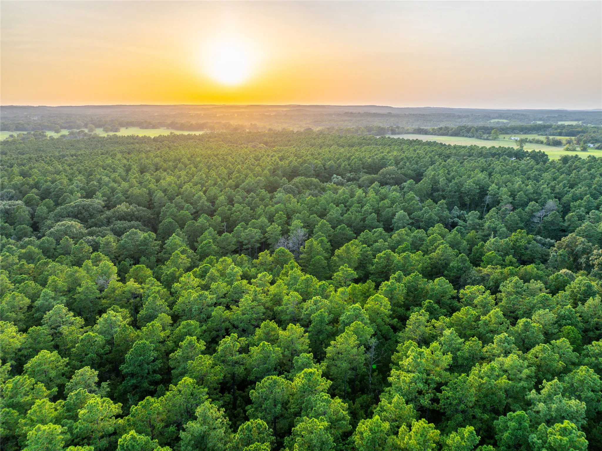 Unimproved Land For Sale in Henderson County , Tract 8 County Road 4221 Tract 8 CR 4221, Frankston, Texas 75763, 0, 0, Garage spaces, 0 Sqft, built in 0, Price $918,979, mls#20707763, Real Estate Agent in Frankston, Homes For Sale in Henderson county, Homes For Sale in Frankston, Realtor in Frankston Texas, Real Estate Brokerage Independent Realty Texas, Luminita Cordes Realtor