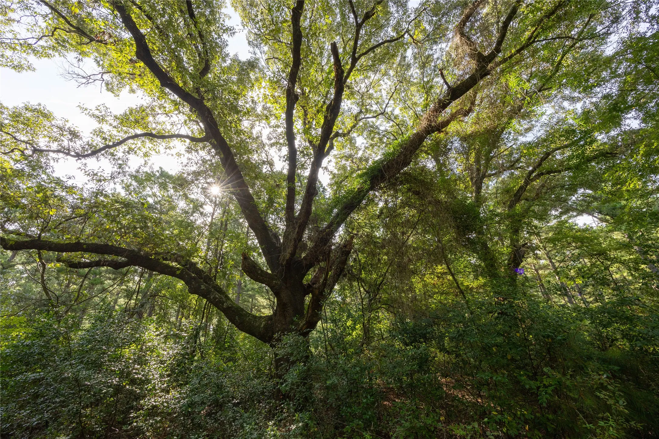 Unimproved Land For Sale in Henderson County , Tract 8 County Road 4221 Tract 8 CR 4221, Frankston, Texas 75763, 0, 0, Garage spaces, 0 Sqft, built in 0, Price $918,979, mls#20707763, Real Estate Agent in Frankston, Homes For Sale in Henderson county, Homes For Sale in Frankston, Realtor in Frankston Texas, Real Estate Brokerage Independent Realty Texas, Luminita Cordes Realtor