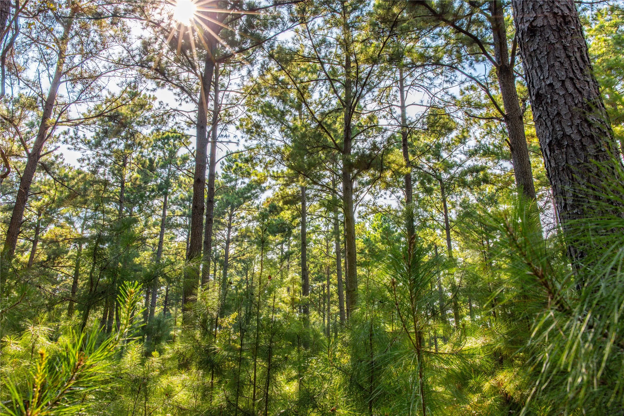 Unimproved Land For Sale in Henderson County , Tract 8 County Road 4221 Tract 8 CR 4221, Frankston, Texas 75763, 0, 0, Garage spaces, 0 Sqft, built in 0, Price $918,979, mls#20707763, Real Estate Agent in Frankston, Homes For Sale in Henderson county, Homes For Sale in Frankston, Realtor in Frankston Texas, Real Estate Brokerage Independent Realty Texas, Luminita Cordes Realtor