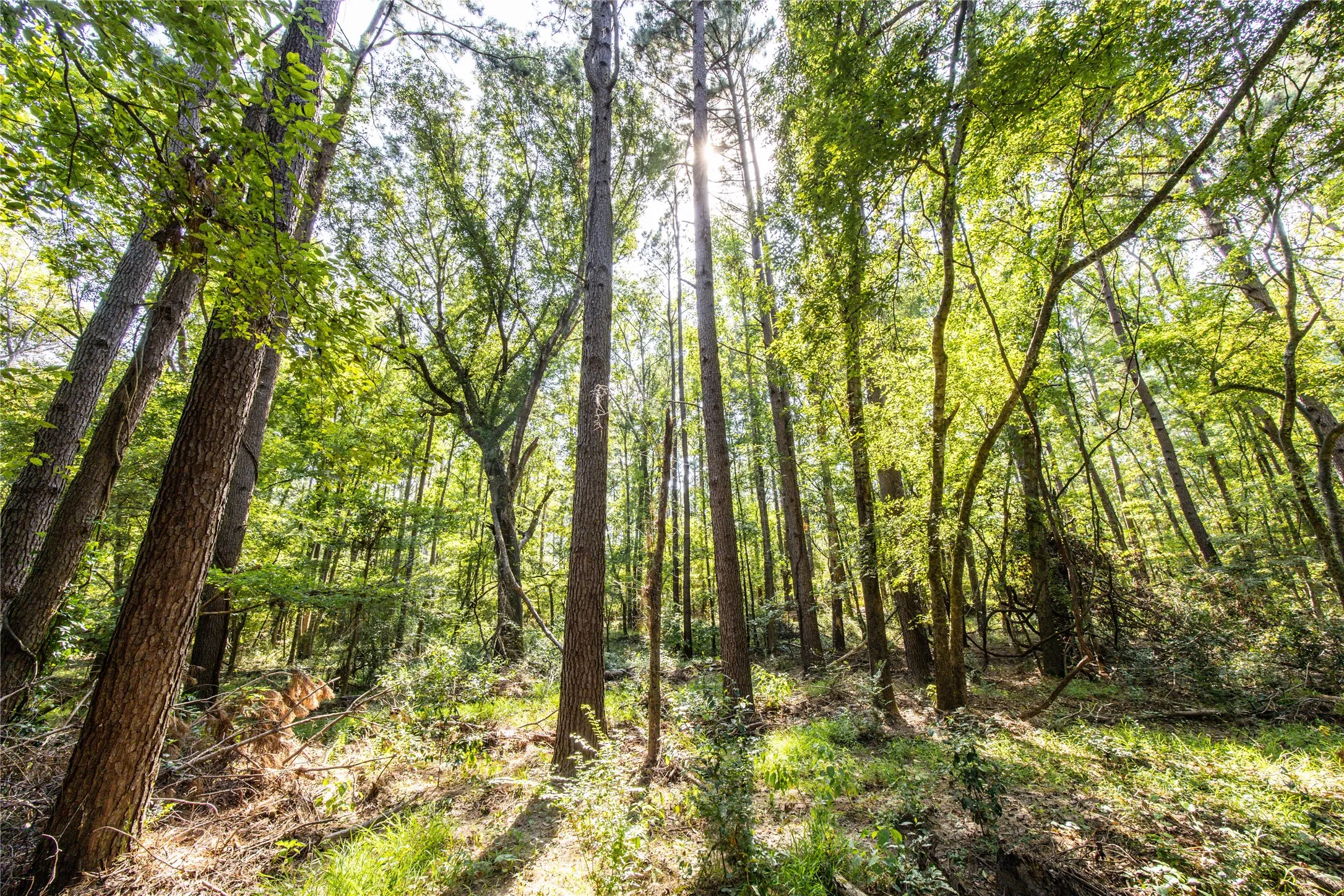 Unimproved Land For Sale in Henderson County , Tract 8 County Road 4221 Tract 8 CR 4221, Frankston, Texas 75763, 0, 0, Garage spaces, 0 Sqft, built in 0, Price $918,979, mls#20707763, Real Estate Agent in Frankston, Homes For Sale in Henderson county, Homes For Sale in Frankston, Realtor in Frankston Texas, Real Estate Brokerage Independent Realty Texas, Luminita Cordes Realtor
