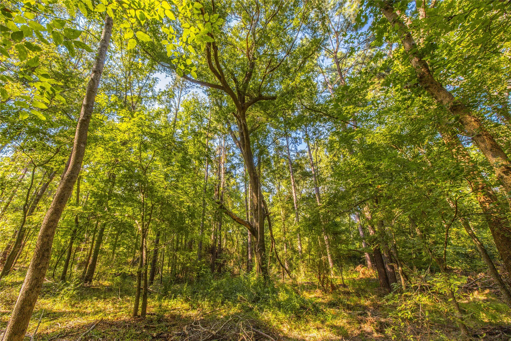 Unimproved Land For Sale in Henderson County , Tract 8 County Road 4221 Tract 8 CR 4221, Frankston, Texas 75763, 0, 0, Garage spaces, 0 Sqft, built in 0, Price $918,979, mls#20707763, Real Estate Agent in Frankston, Homes For Sale in Henderson county, Homes For Sale in Frankston, Realtor in Frankston Texas, Real Estate Brokerage Independent Realty Texas, Luminita Cordes Realtor