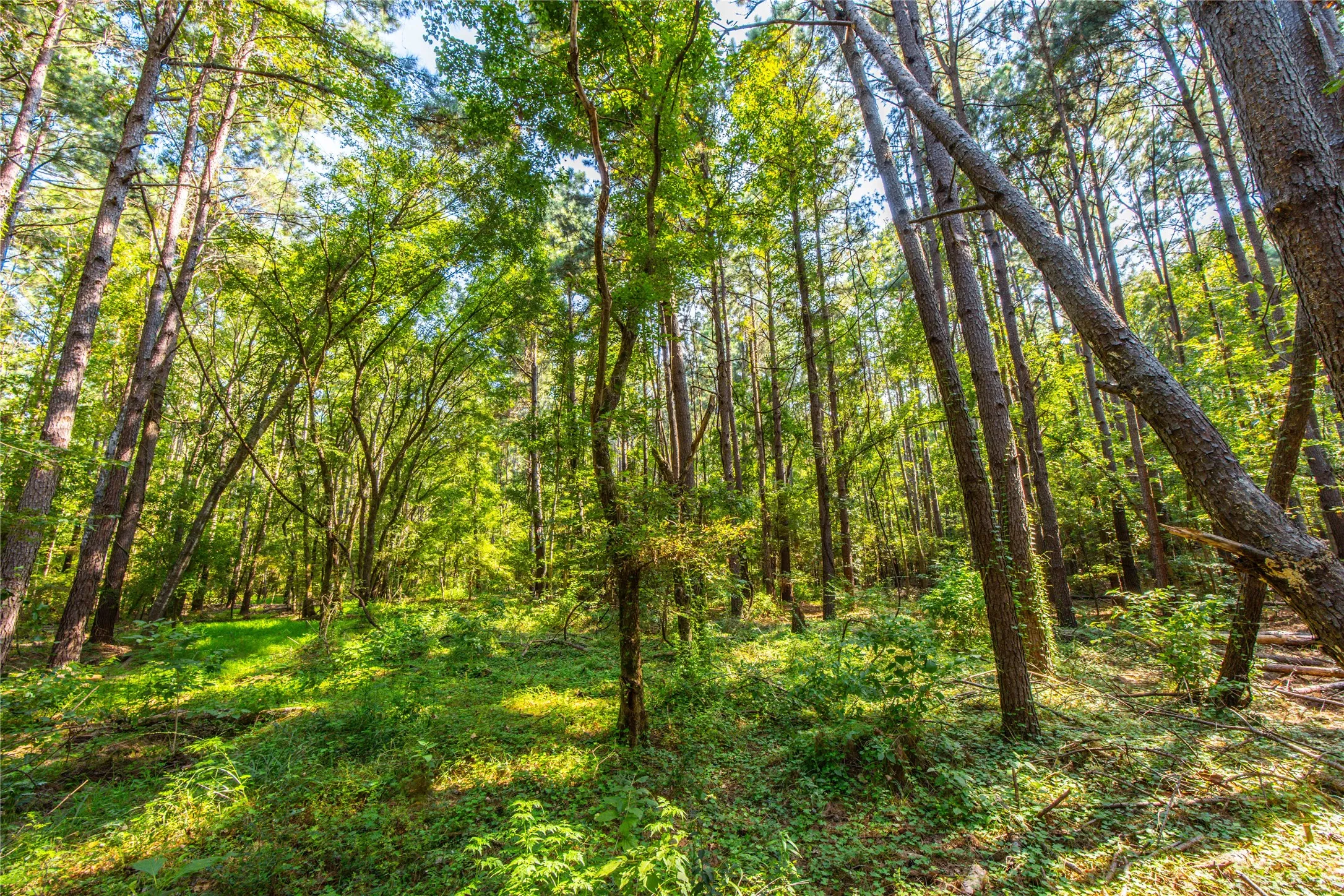 Unimproved Land For Sale in Henderson County , Tract 8 County Road 4221 Tract 8 CR 4221, Frankston, Texas 75763, 0, 0, Garage spaces, 0 Sqft, built in 0, Price $918,979, mls#20707763, Real Estate Agent in Frankston, Homes For Sale in Henderson county, Homes For Sale in Frankston, Realtor in Frankston Texas, Real Estate Brokerage Independent Realty Texas, Luminita Cordes Realtor