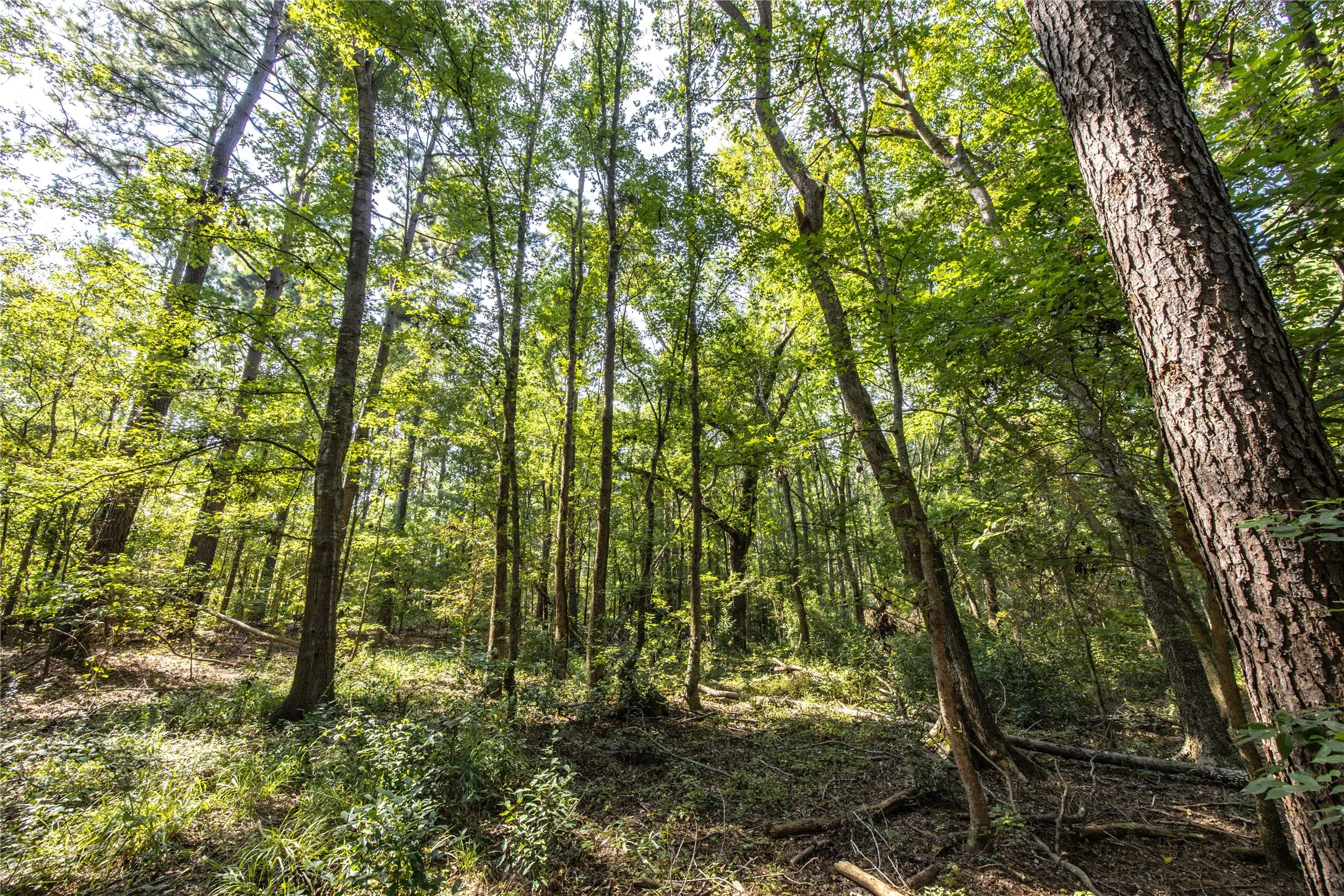 Unimproved Land For Sale in Henderson County , Tract 8 County Road 4221 Tract 8 CR 4221, Frankston, Texas 75763, 0, 0, Garage spaces, 0 Sqft, built in 0, Price $918,979, mls#20707763, Real Estate Agent in Frankston, Homes For Sale in Henderson county, Homes For Sale in Frankston, Realtor in Frankston Texas, Real Estate Brokerage Independent Realty Texas, Luminita Cordes Realtor