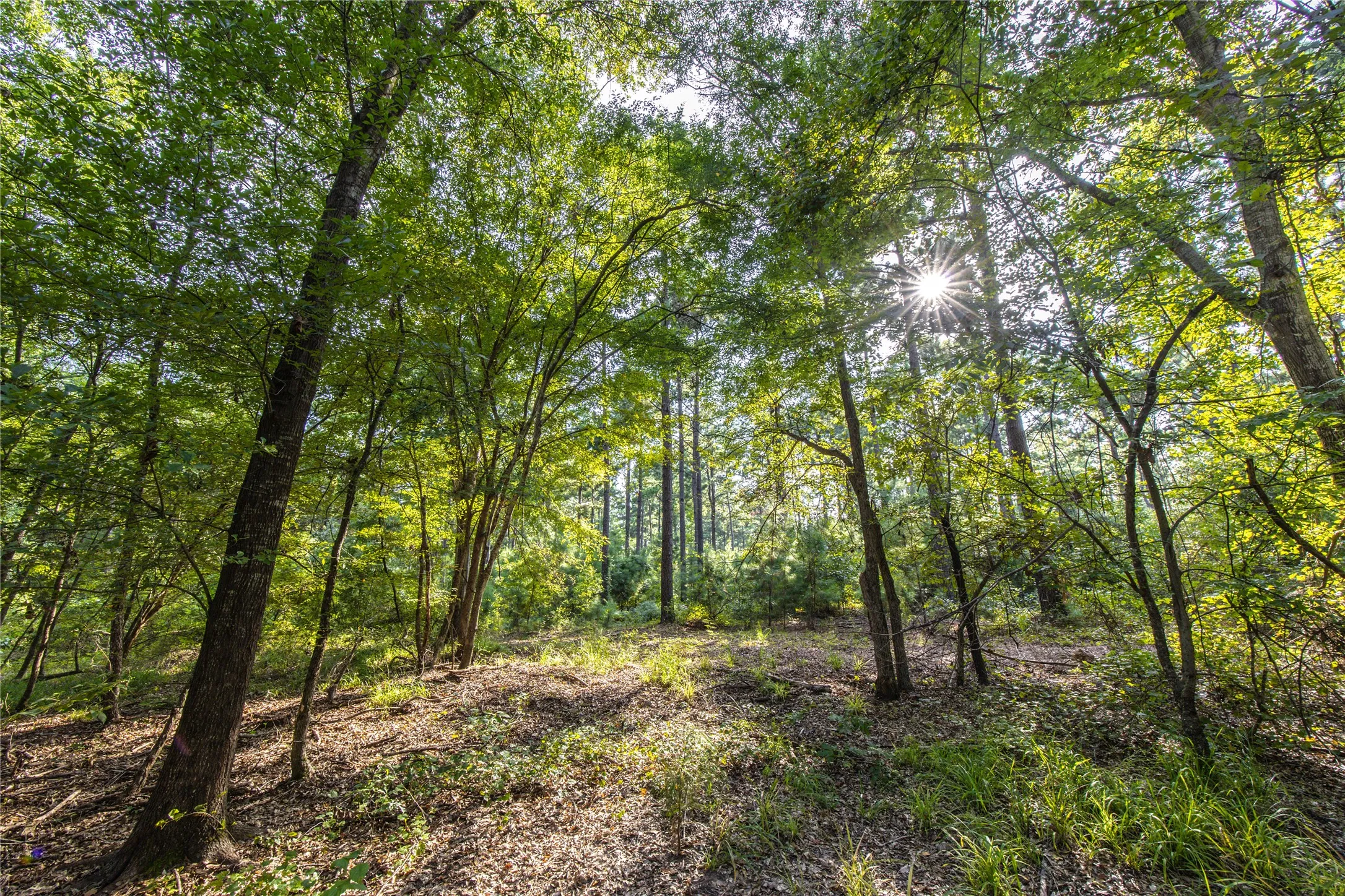 Unimproved Land For Sale in Henderson County , Tract 10 County Road 4222, Frankston, Texas 75763, 0, 0, Garage spaces, 0 Sqft, built in 0, Price $939,236, mls#20707829, Real Estate Agent in Frankston, Homes For Sale in Henderson county, Homes For Sale in Frankston, Realtor in Frankston Texas, Real Estate Brokerage Independent Realty Texas, Luminita Cordes Realtor
