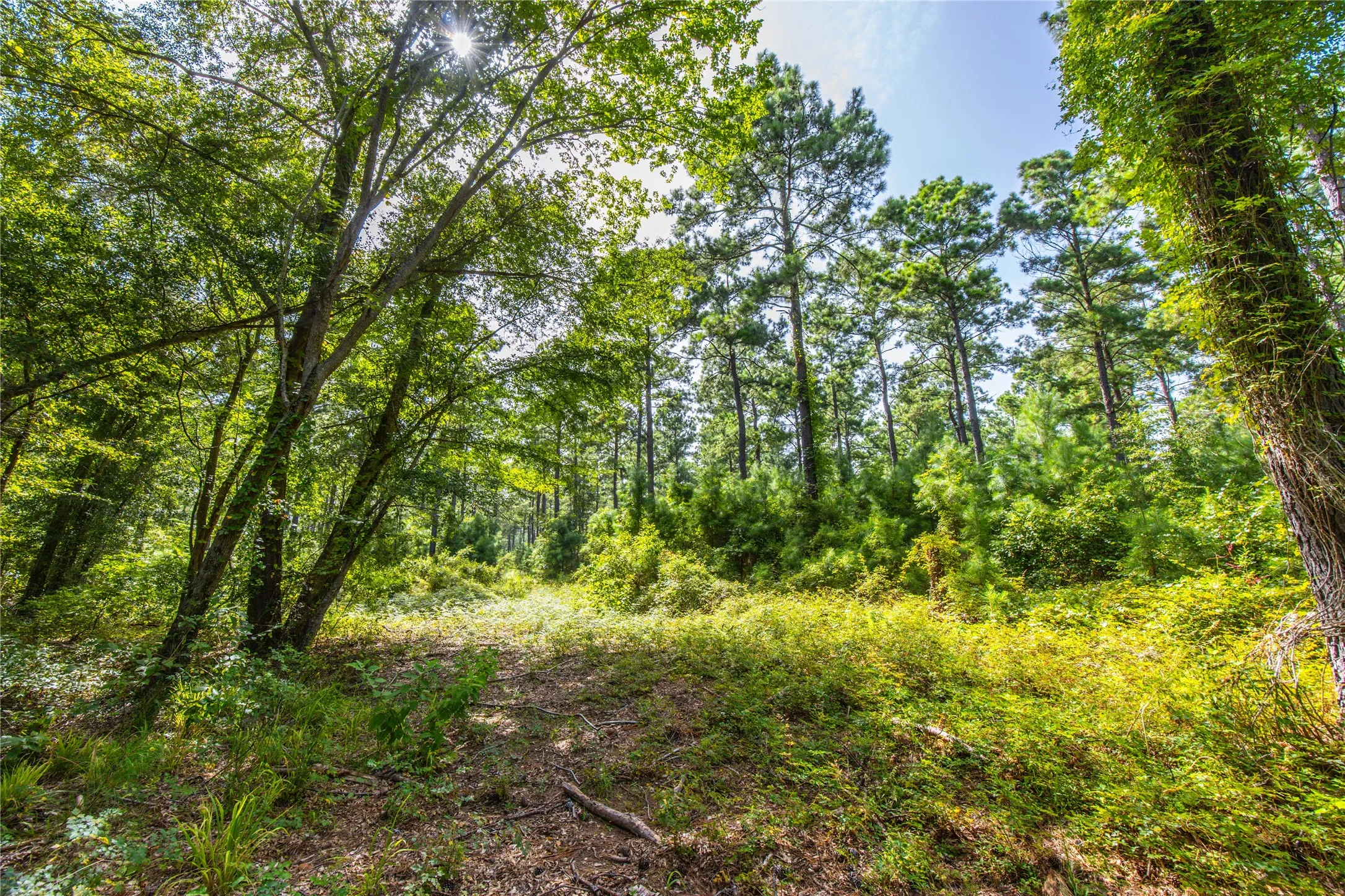 Unimproved Land For Sale in Henderson County , Tract 10 County Road 4222, Frankston, Texas 75763, 0, 0, Garage spaces, 0 Sqft, built in 0, Price $939,236, mls#20707829, Real Estate Agent in Frankston, Homes For Sale in Henderson county, Homes For Sale in Frankston, Realtor in Frankston Texas, Real Estate Brokerage Independent Realty Texas, Luminita Cordes Realtor