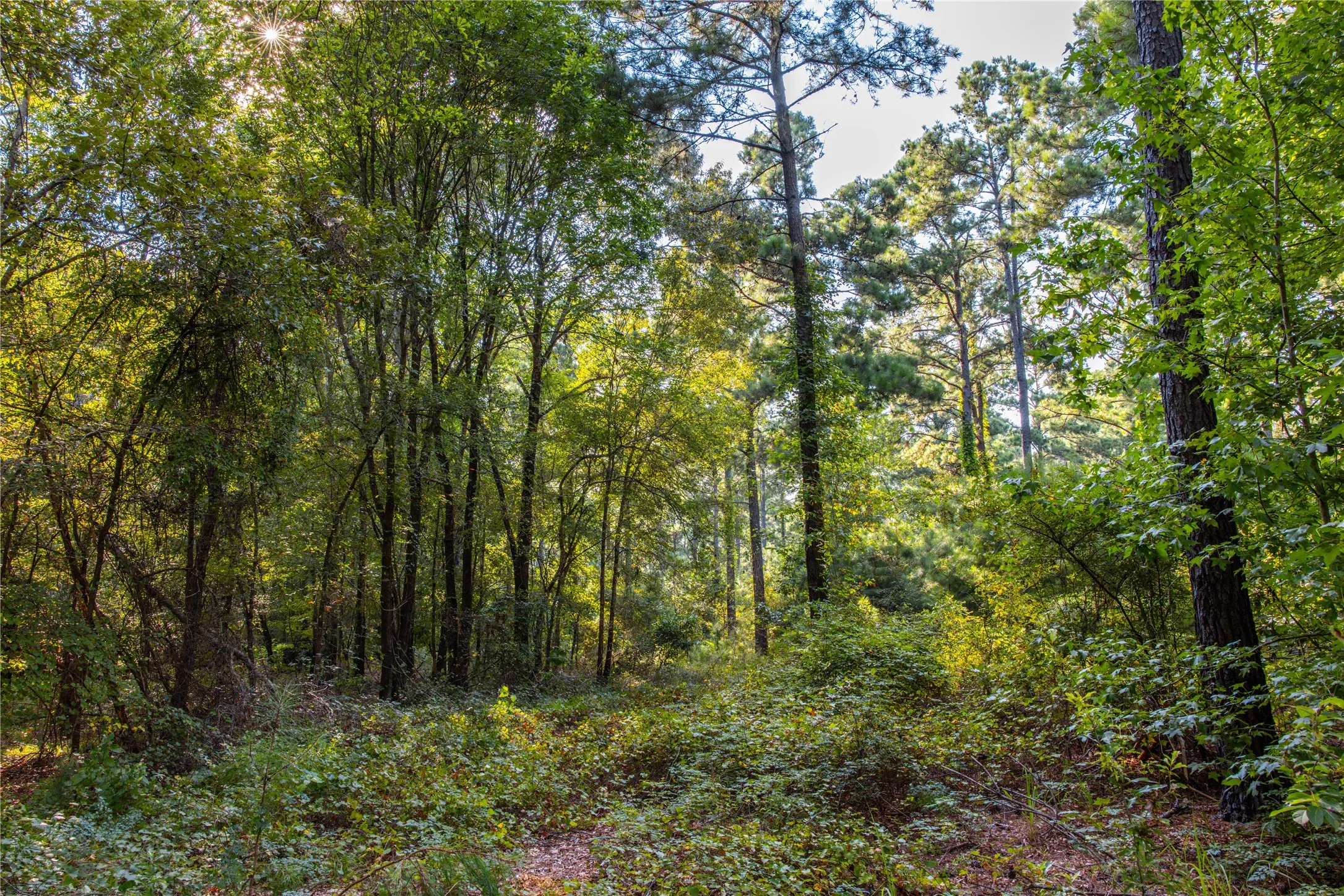 Unimproved Land For Sale in Henderson County , Tract 10 County Road 4222, Frankston, Texas 75763, 0, 0, Garage spaces, 0 Sqft, built in 0, Price $939,236, mls#20707829, Real Estate Agent in Frankston, Homes For Sale in Henderson county, Homes For Sale in Frankston, Realtor in Frankston Texas, Real Estate Brokerage Independent Realty Texas, Luminita Cordes Realtor