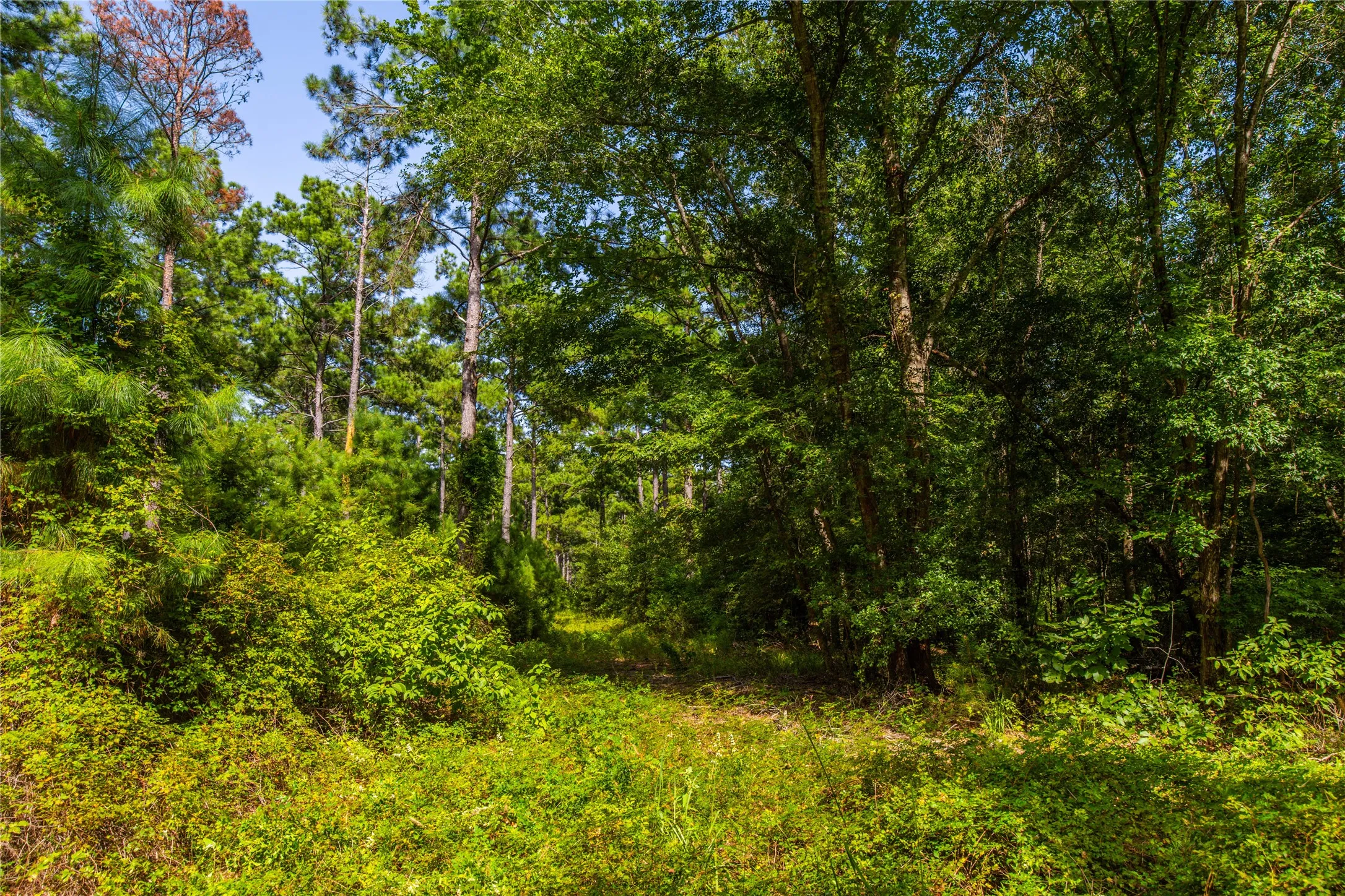 Unimproved Land For Sale in Henderson County , Tract 10 County Road 4222, Frankston, Texas 75763, 0, 0, Garage spaces, 0 Sqft, built in 0, Price $939,236, mls#20707829, Real Estate Agent in Frankston, Homes For Sale in Henderson county, Homes For Sale in Frankston, Realtor in Frankston Texas, Real Estate Brokerage Independent Realty Texas, Luminita Cordes Realtor