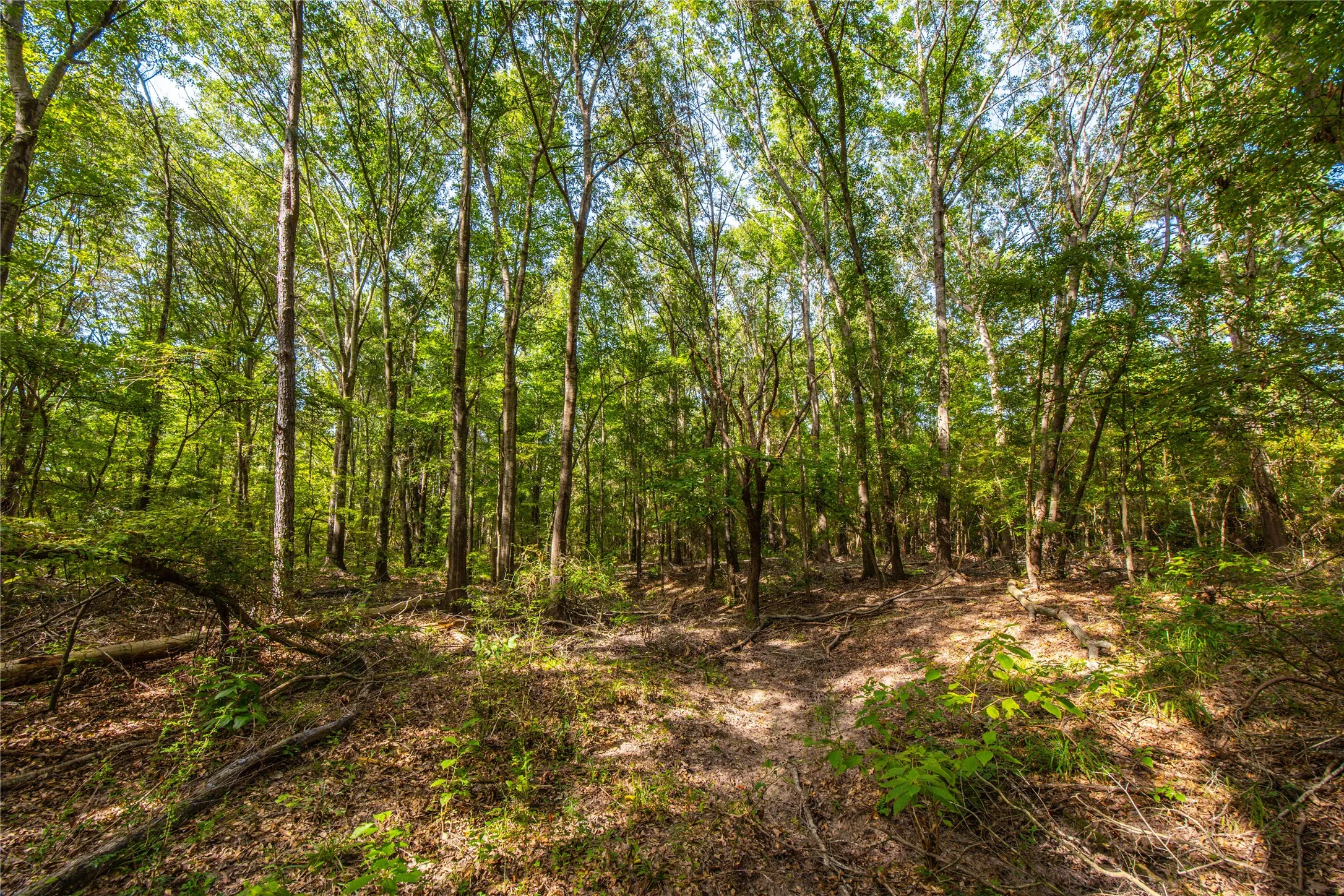 Unimproved Land For Sale in Henderson County , Tract 10 County Road 4222, Frankston, Texas 75763, 0, 0, Garage spaces, 0 Sqft, built in 0, Price $939,236, mls#20707829, Real Estate Agent in Frankston, Homes For Sale in Henderson county, Homes For Sale in Frankston, Realtor in Frankston Texas, Real Estate Brokerage Independent Realty Texas, Luminita Cordes Realtor
