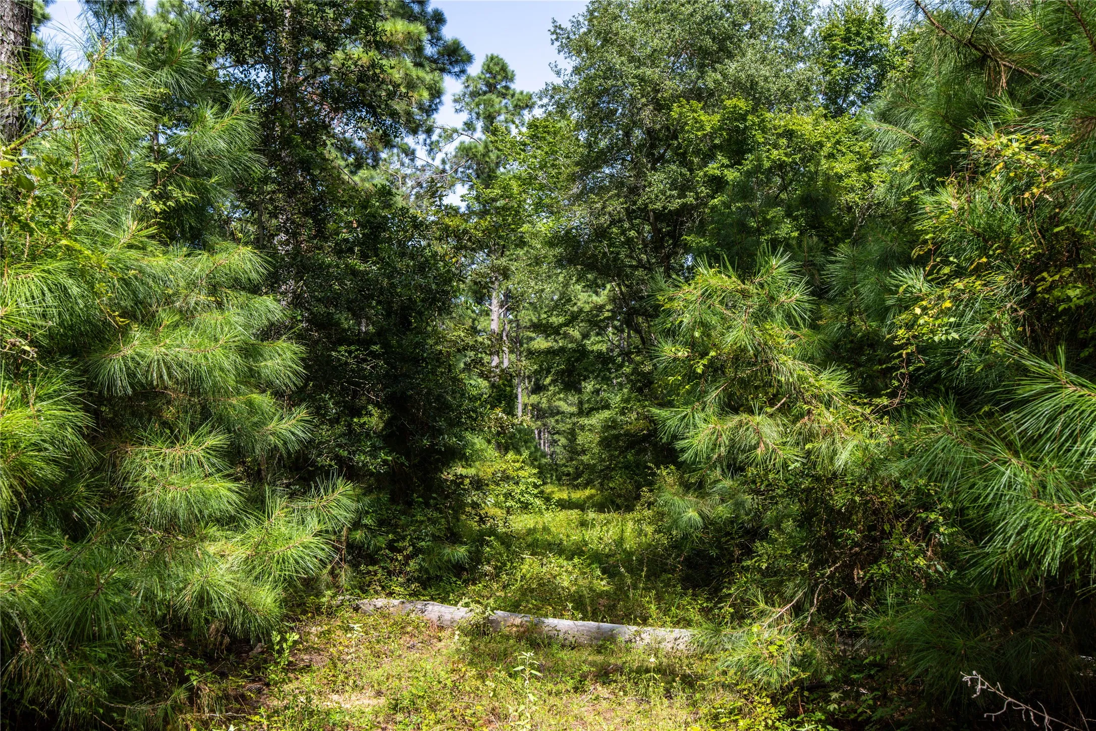 Unimproved Land For Sale in Henderson County , Tract 10 County Road 4222, Frankston, Texas 75763, 0, 0, Garage spaces, 0 Sqft, built in 0, Price $939,236, mls#20707829, Real Estate Agent in Frankston, Homes For Sale in Henderson county, Homes For Sale in Frankston, Realtor in Frankston Texas, Real Estate Brokerage Independent Realty Texas, Luminita Cordes Realtor