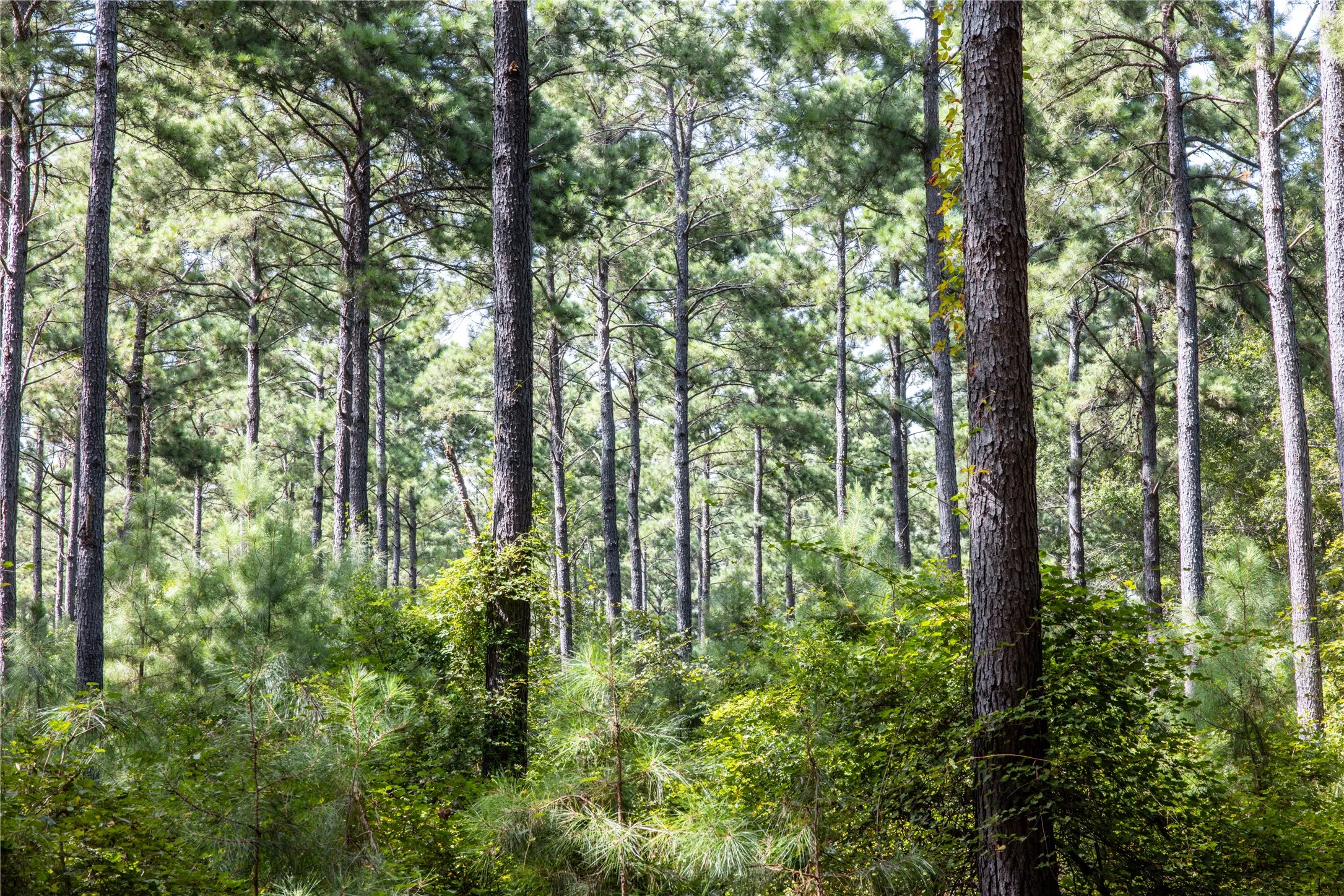 Unimproved Land For Sale in Henderson County , Tract 10 County Road 4222, Frankston, Texas 75763, 0, 0, Garage spaces, 0 Sqft, built in 0, Price $939,236, mls#20707829, Real Estate Agent in Frankston, Homes For Sale in Henderson county, Homes For Sale in Frankston, Realtor in Frankston Texas, Real Estate Brokerage Independent Realty Texas, Luminita Cordes Realtor