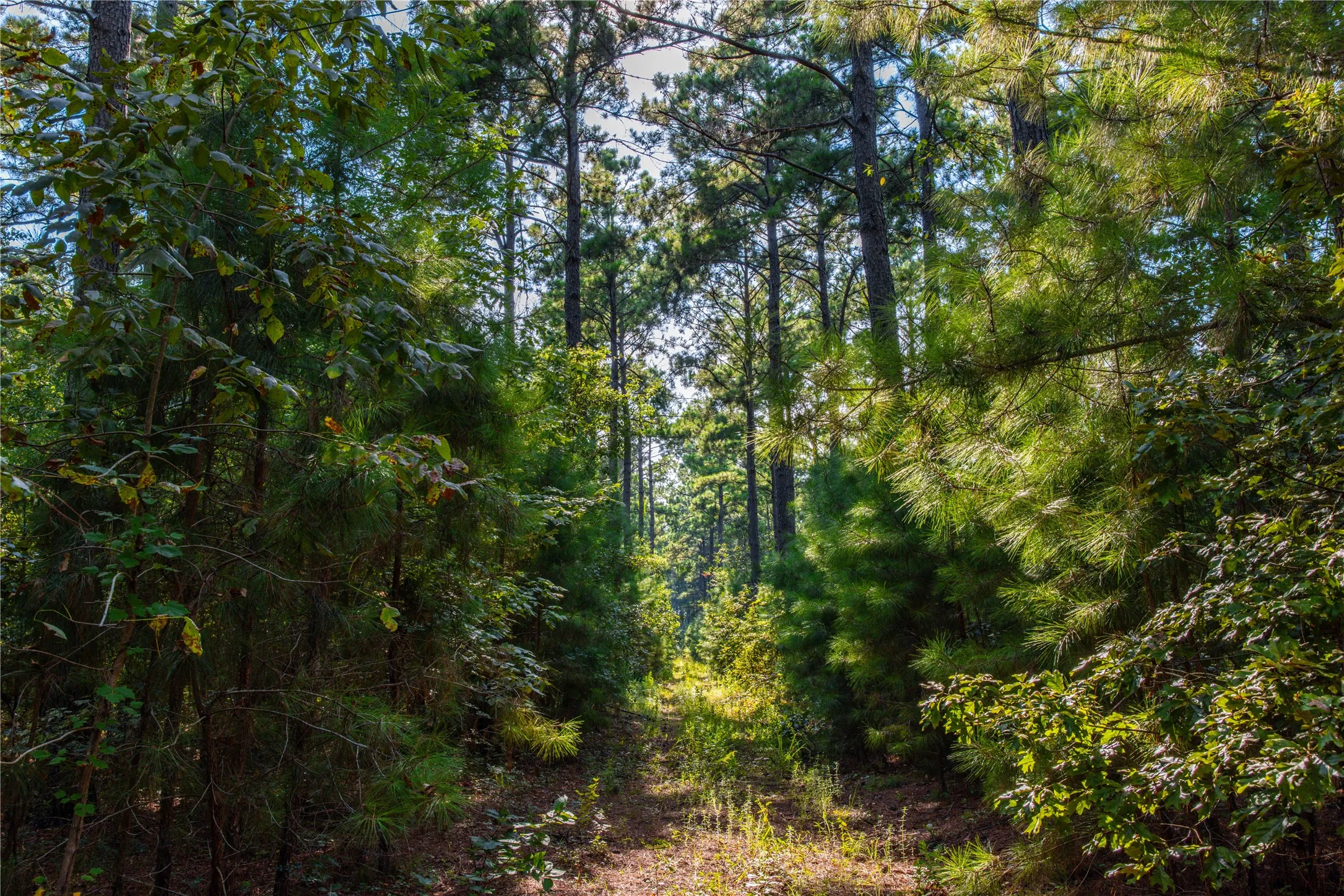 Unimproved Land For Sale in Henderson County , Tract 10 County Road 4222, Frankston, Texas 75763, 0, 0, Garage spaces, 0 Sqft, built in 0, Price $939,236, mls#20707829, Real Estate Agent in Frankston, Homes For Sale in Henderson county, Homes For Sale in Frankston, Realtor in Frankston Texas, Real Estate Brokerage Independent Realty Texas, Luminita Cordes Realtor